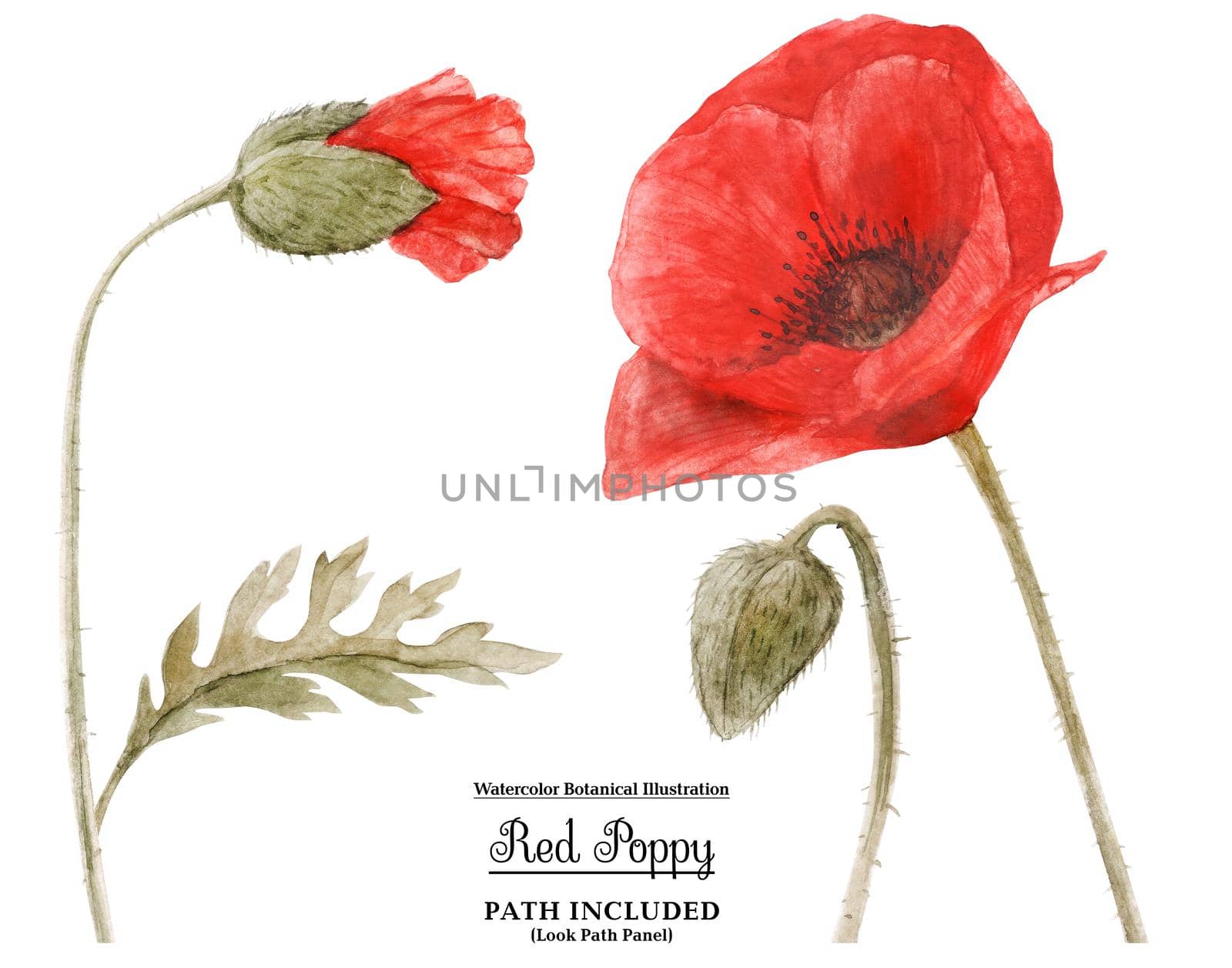 Watercolor botanical illustartion. Red Poppy, Set of elements, isolated, path included