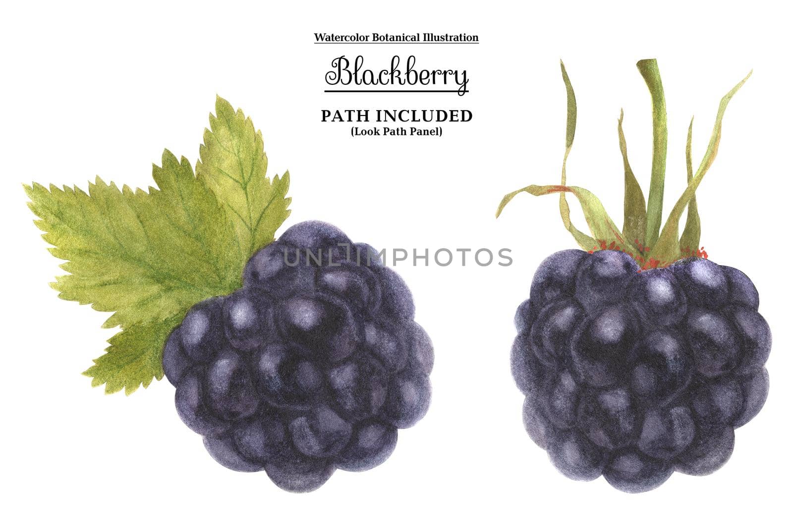 Watercolor botanical illustartion. Fresh blackberry. Isolated, path included