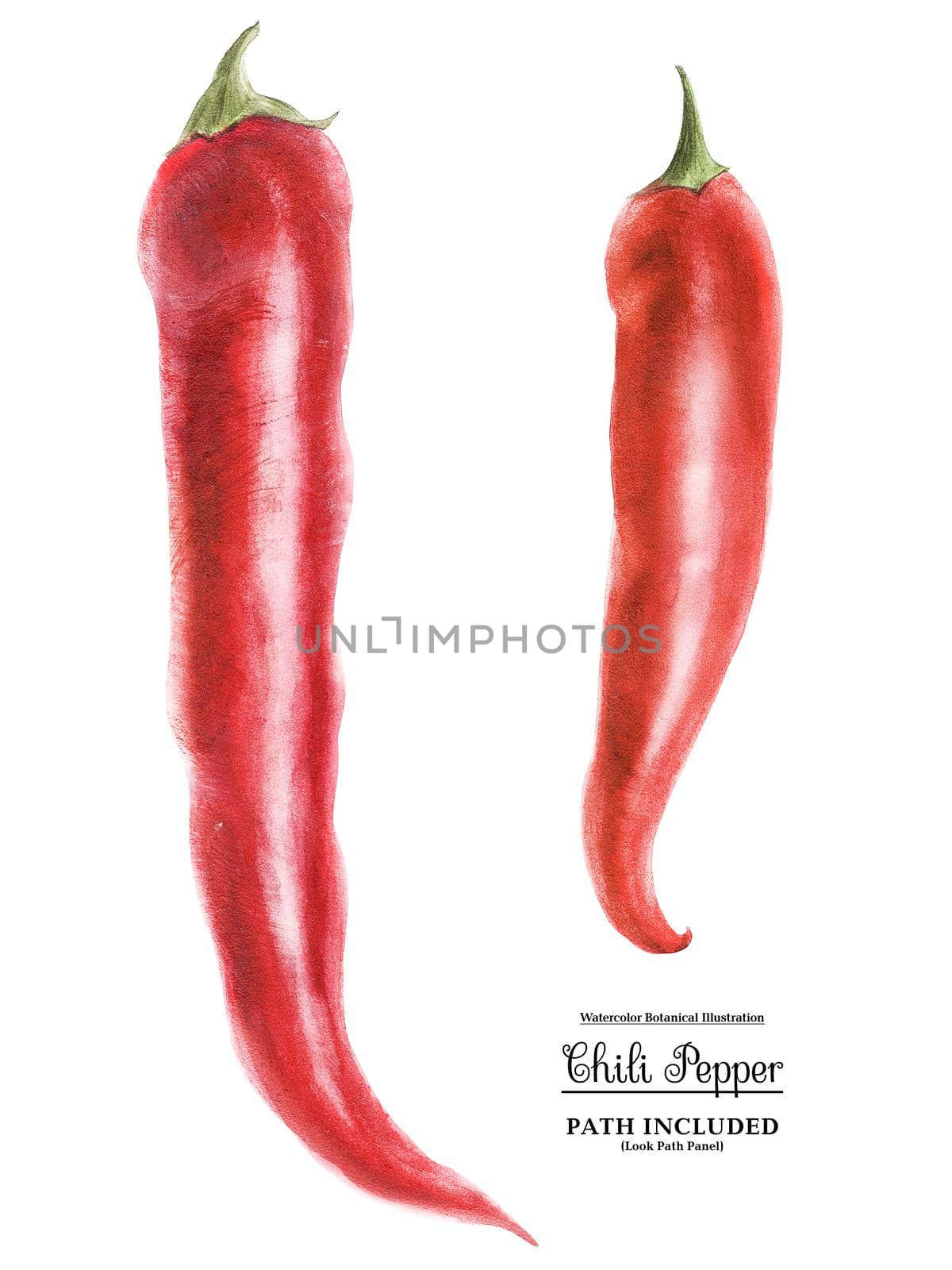 Modern watercolor botanical illustration of four red hot chili peppers. Isolated, path included