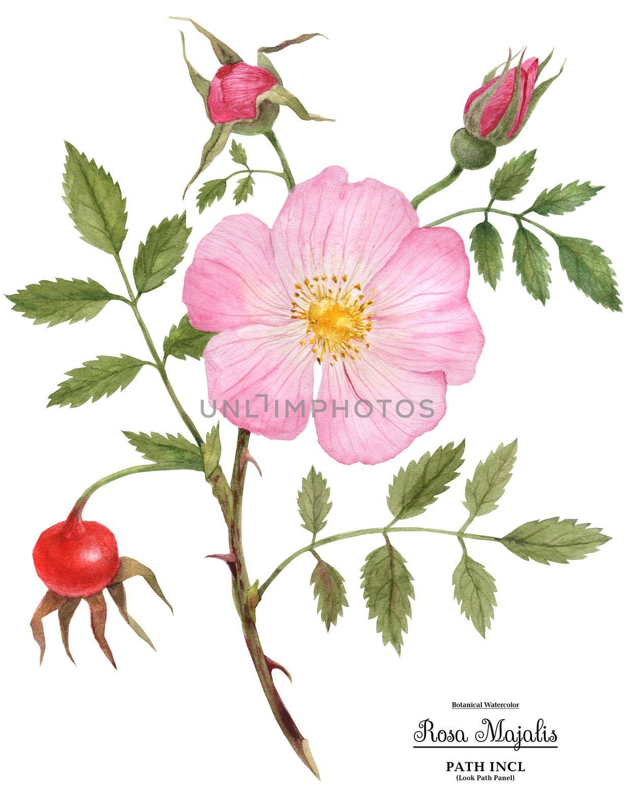 Watercolor illustration Wild Rose (Cinnamon Rose) flower, fruit and buds on a branch. Isolated, path included
