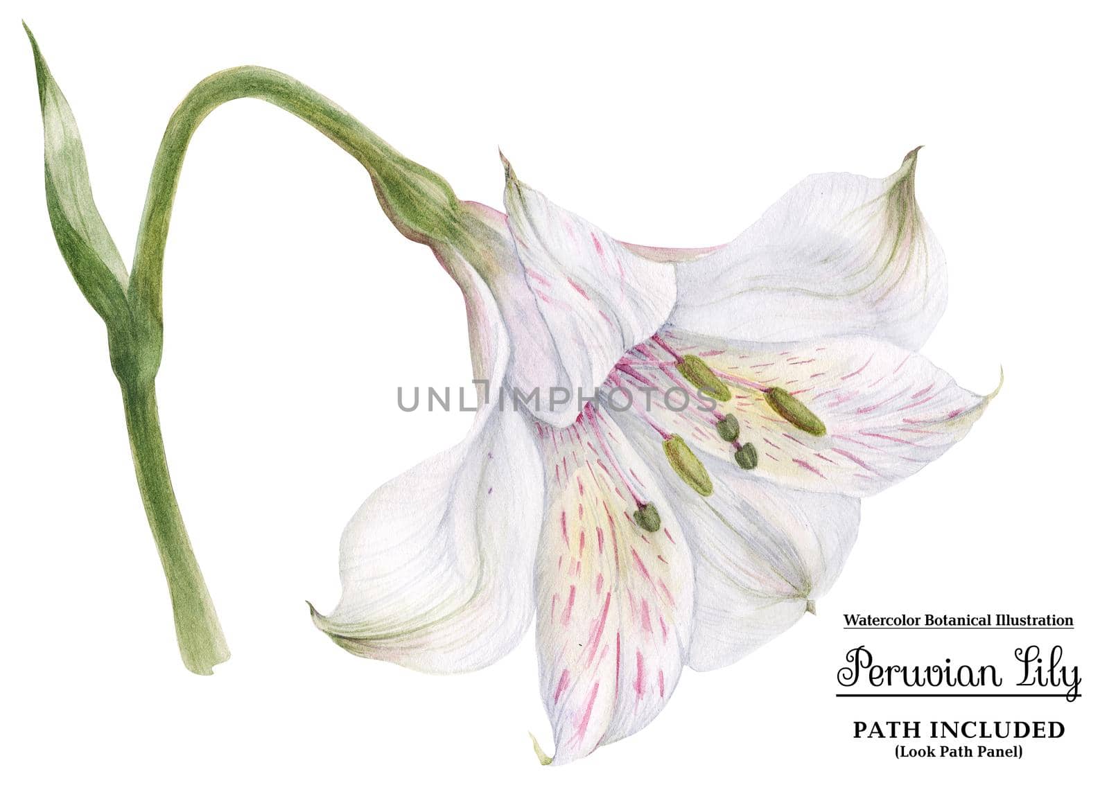 Botanical watercolor illustration Peruvian Lily Alstroemeria. White flower on the stem. Isolated, path included