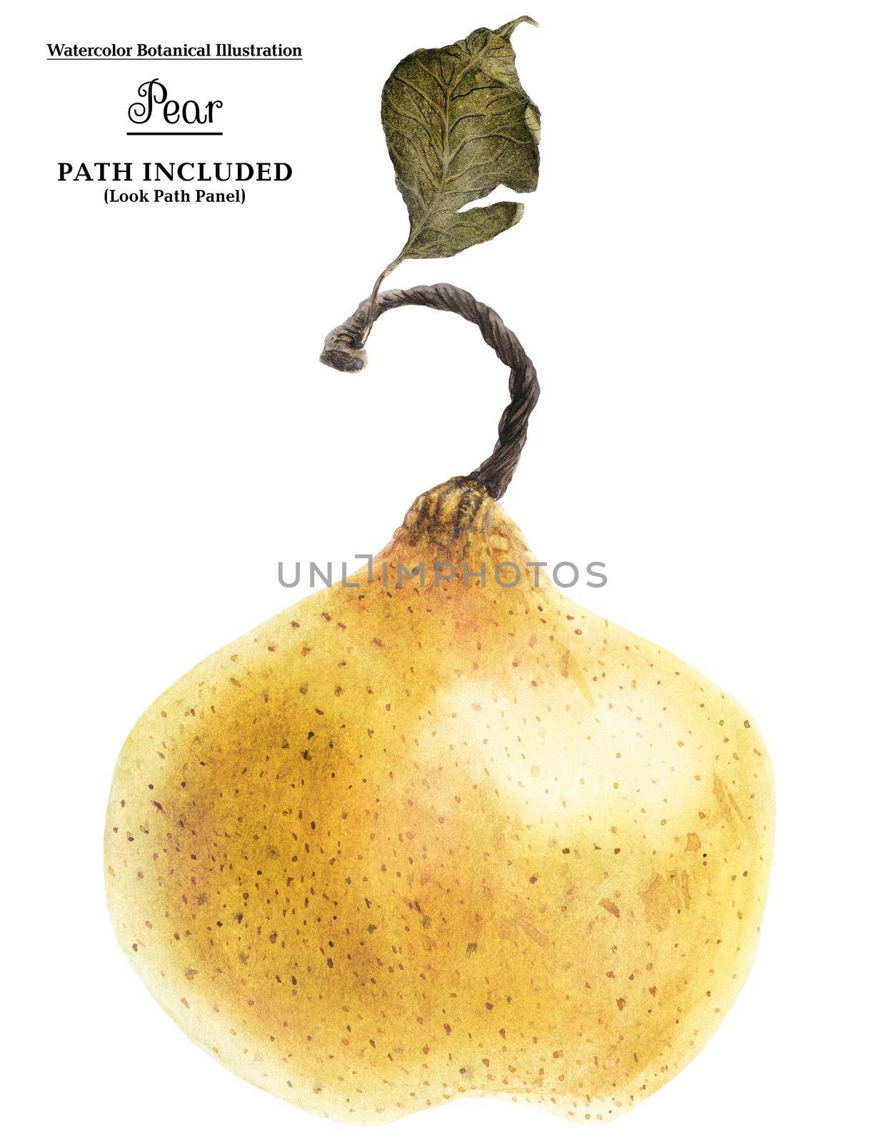 Watercolor illustration. Fat Fresh Yellow Summer Pear by Xeniasnowstorm