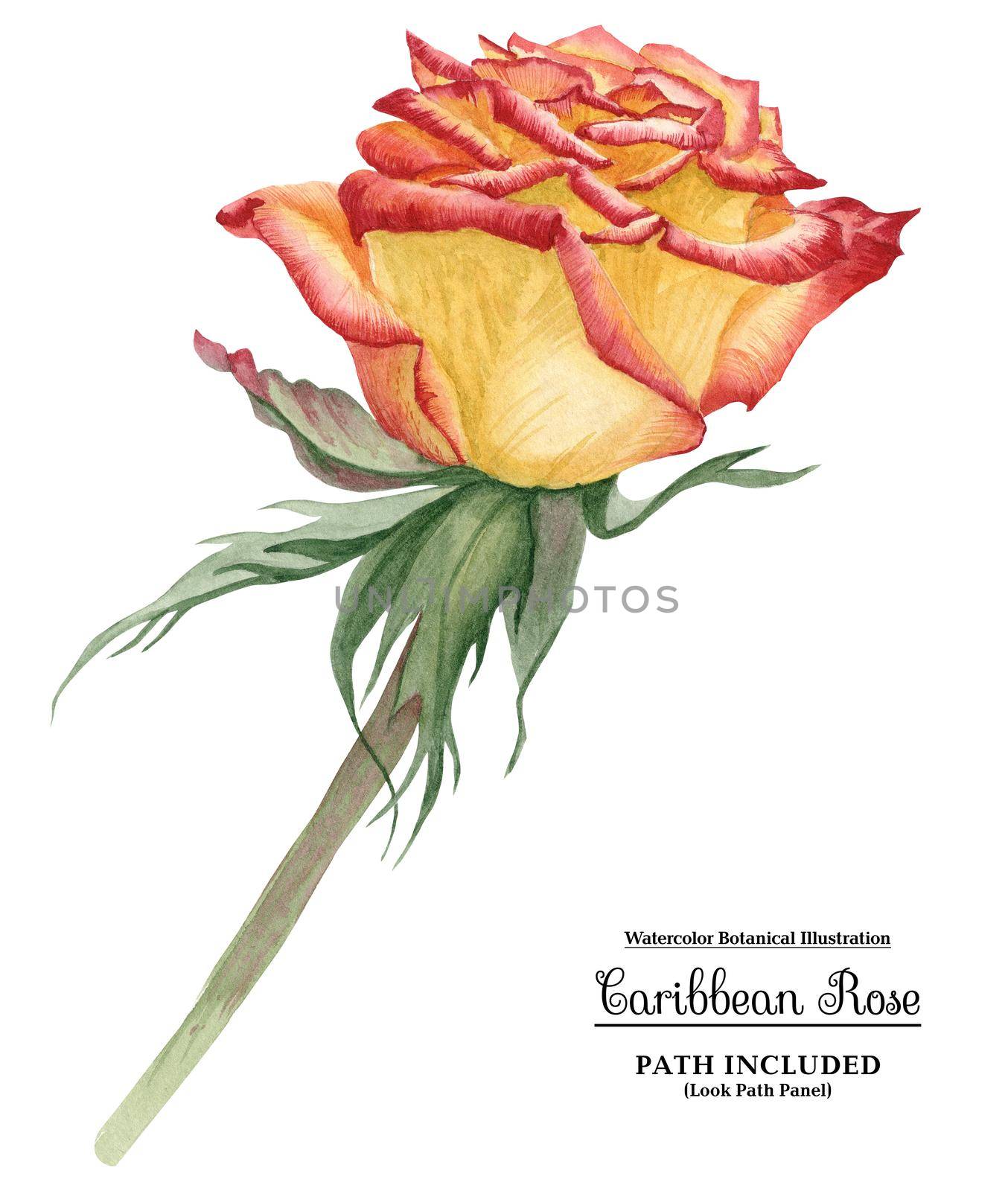 Modern watercolor botanical illustration. Yellow-Red Caribbean Rose by Xeniasnowstorm