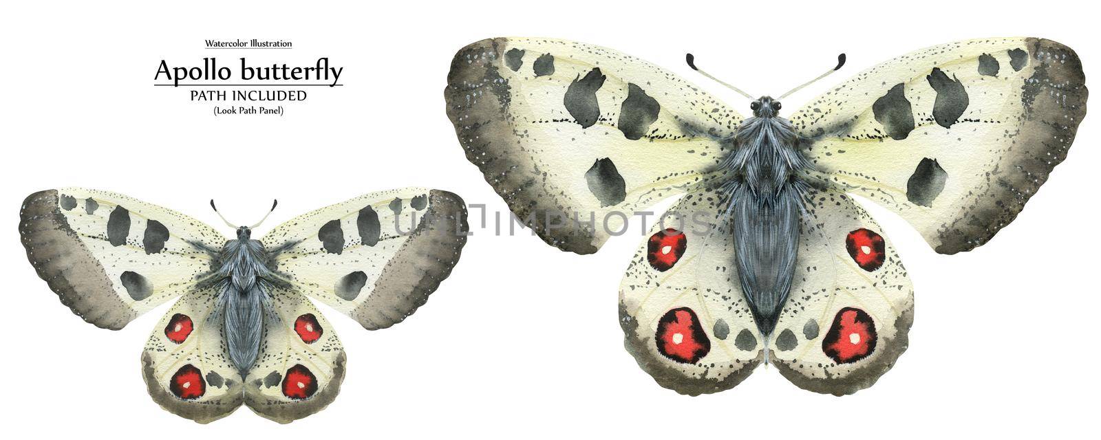 White butterfly Apollo by watercolor. Realistic illustration of wild nature. Isolated, path included