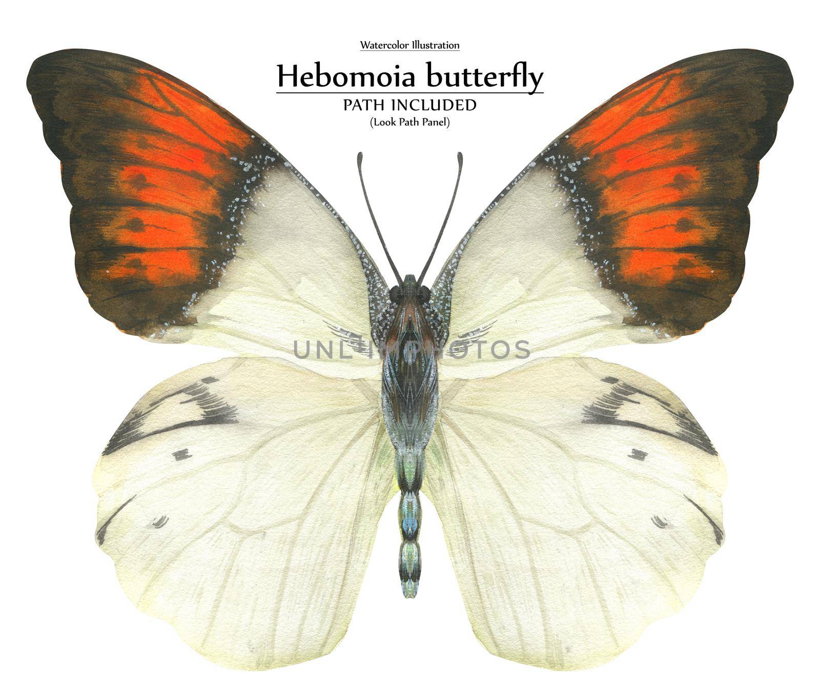 White and orange butterfly Hebomoia by watercolor. Realistic illustration of wild nature. Isolated, path included