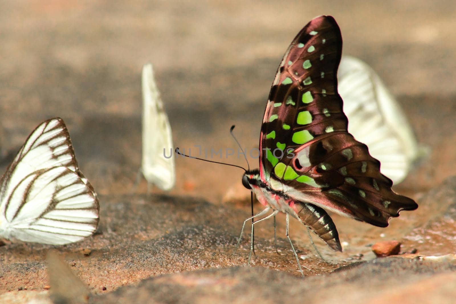 Graphium arycles Boisduval, Spotted Jay on stone floor by Puripatt