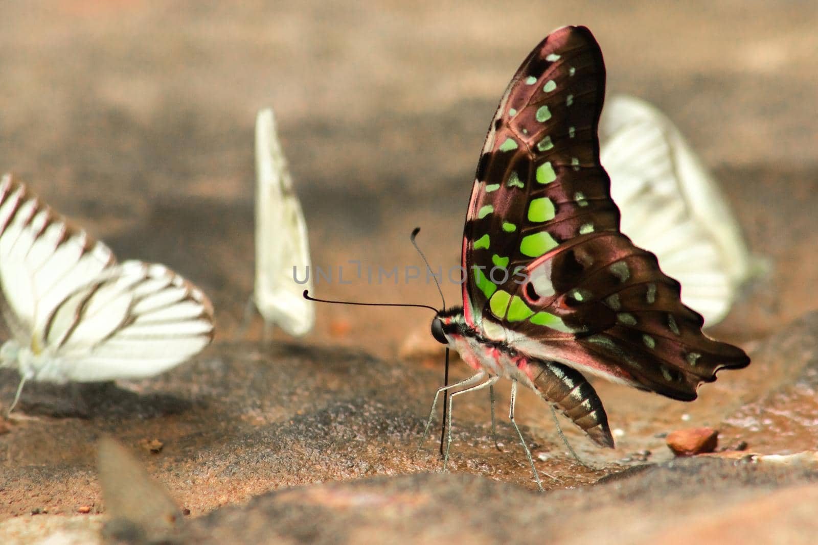 Graphium arycles Boisduval, Spotted Jay on stone floor by Puripatt