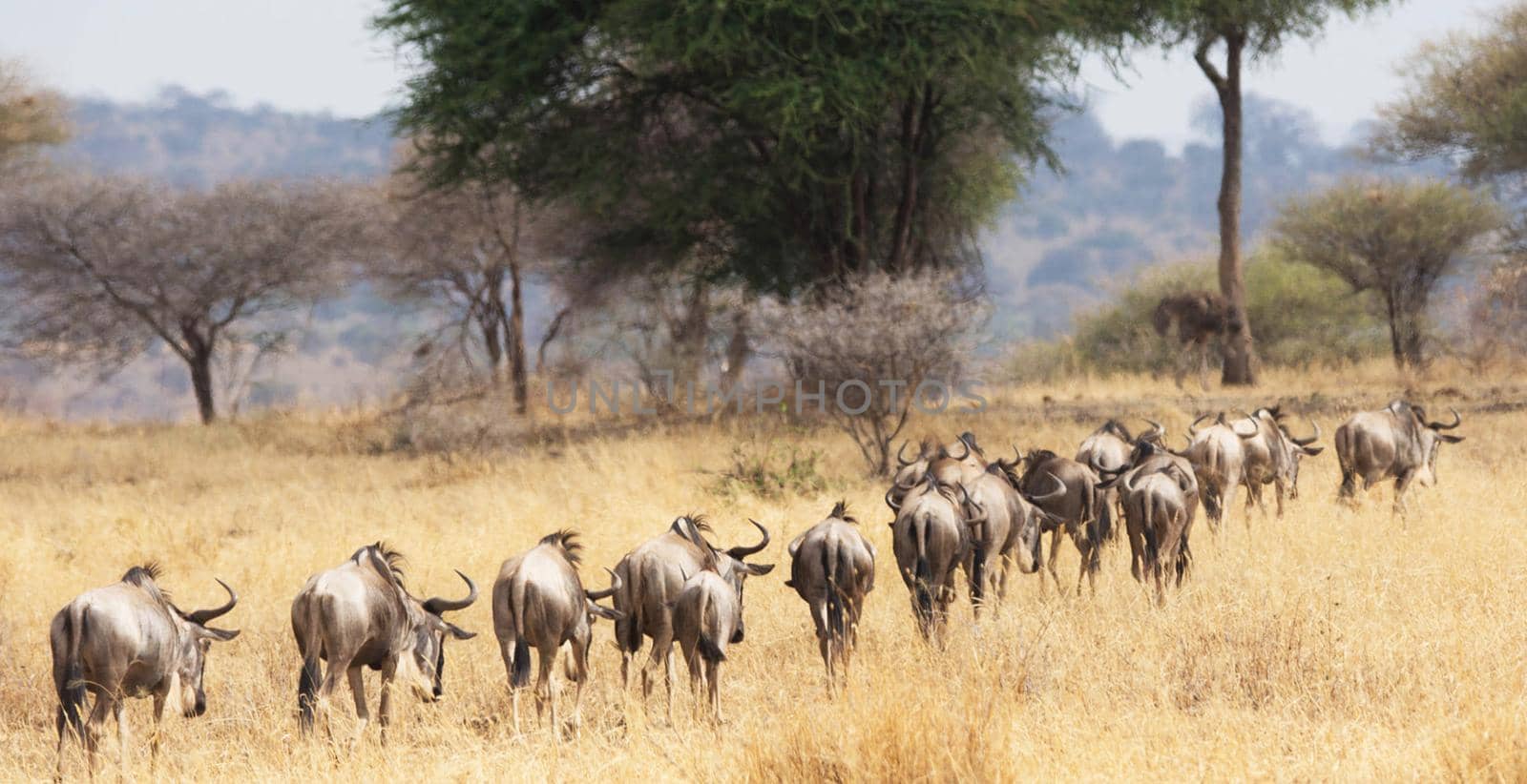 Beautiful and Breathtaking wildlife in the World by TravelSync27