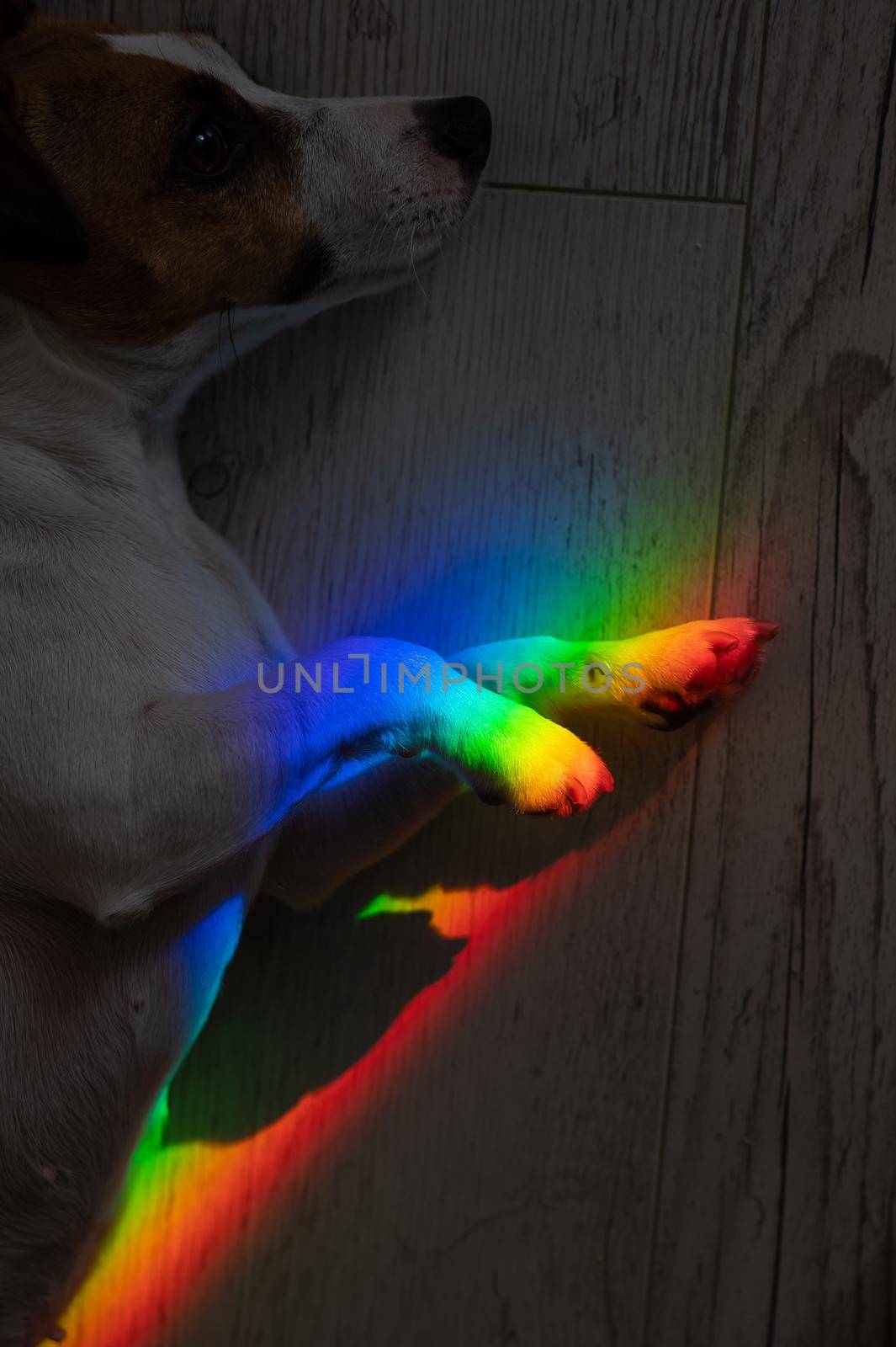 Rays of a rainbow on a lying dog Jack Russell Terrier. by mrwed54