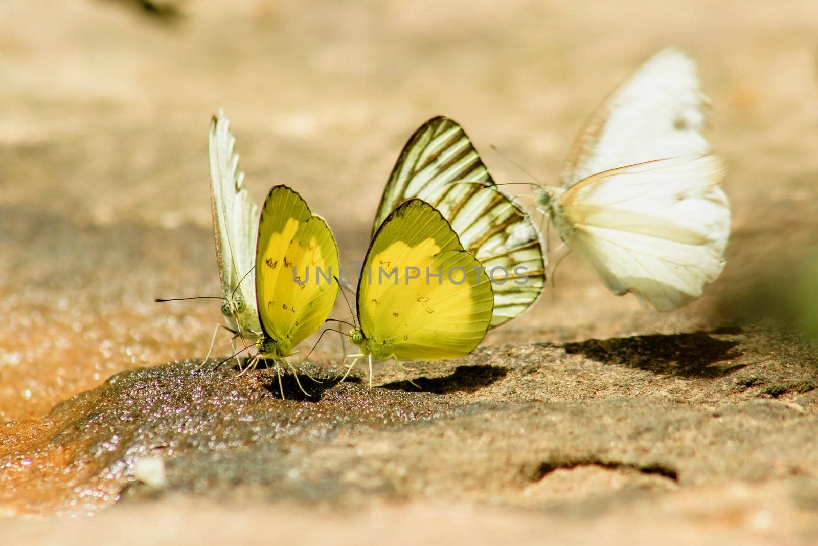 Eurema simulatrix sarinoides, a yellow nymph in the family Pieridae, with yellow wings.

