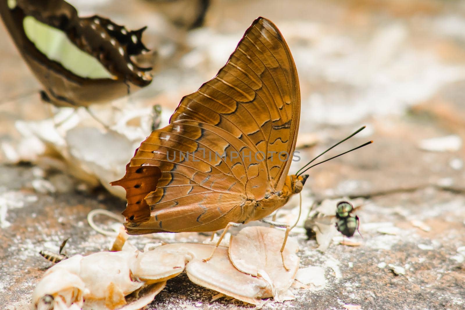 (Common Cruiser) Family name: Family of tassel-leg butterflies (Nymphalidae) on the rocky ground Description: The wings on the wing are brown-orange. It has a pair of black jagged stripes along the edge of the wing along the rear wing tip with a pointed tip sticking out.







