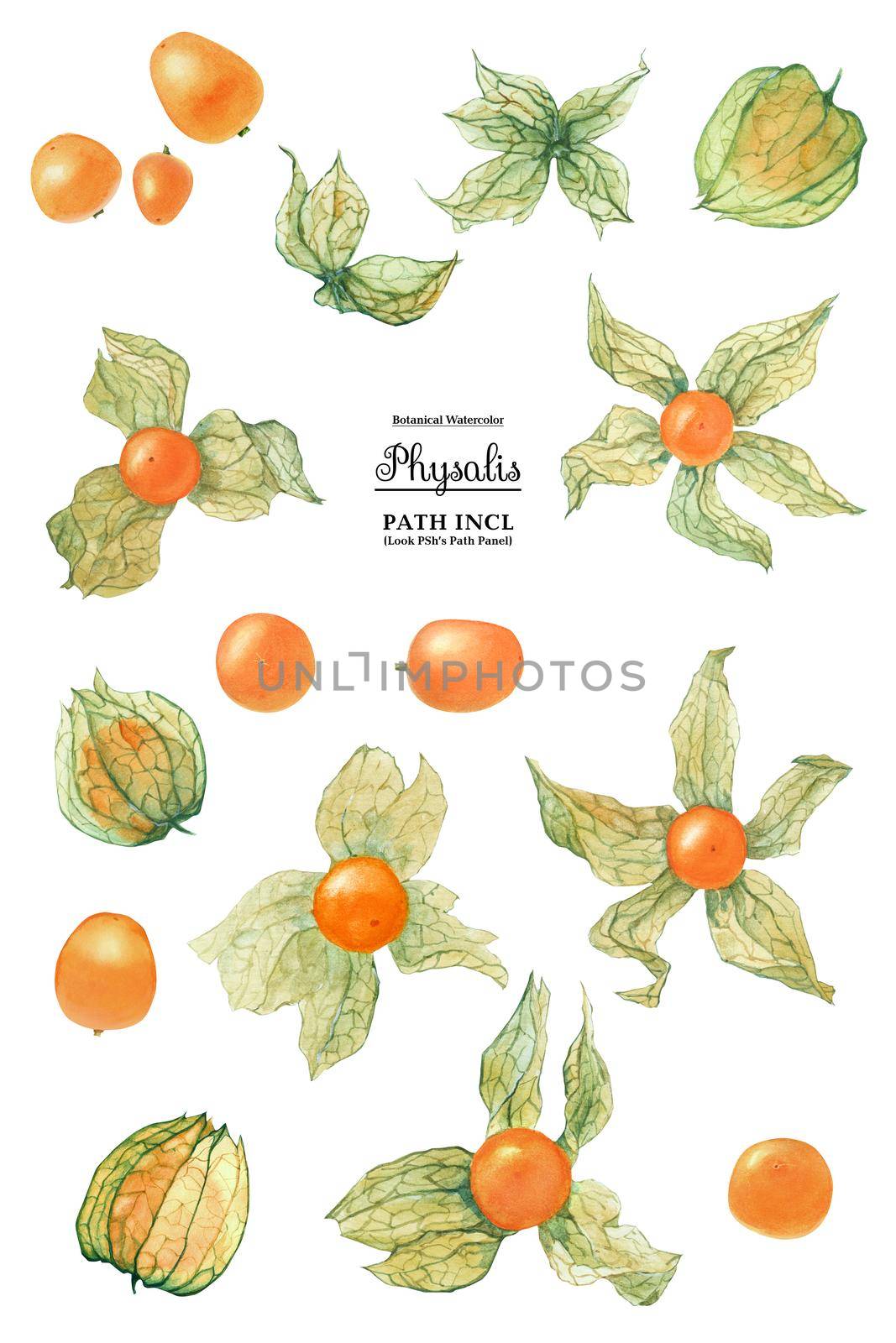 Watercolor botanical realistic illustration. Physalis on a white background, path included.