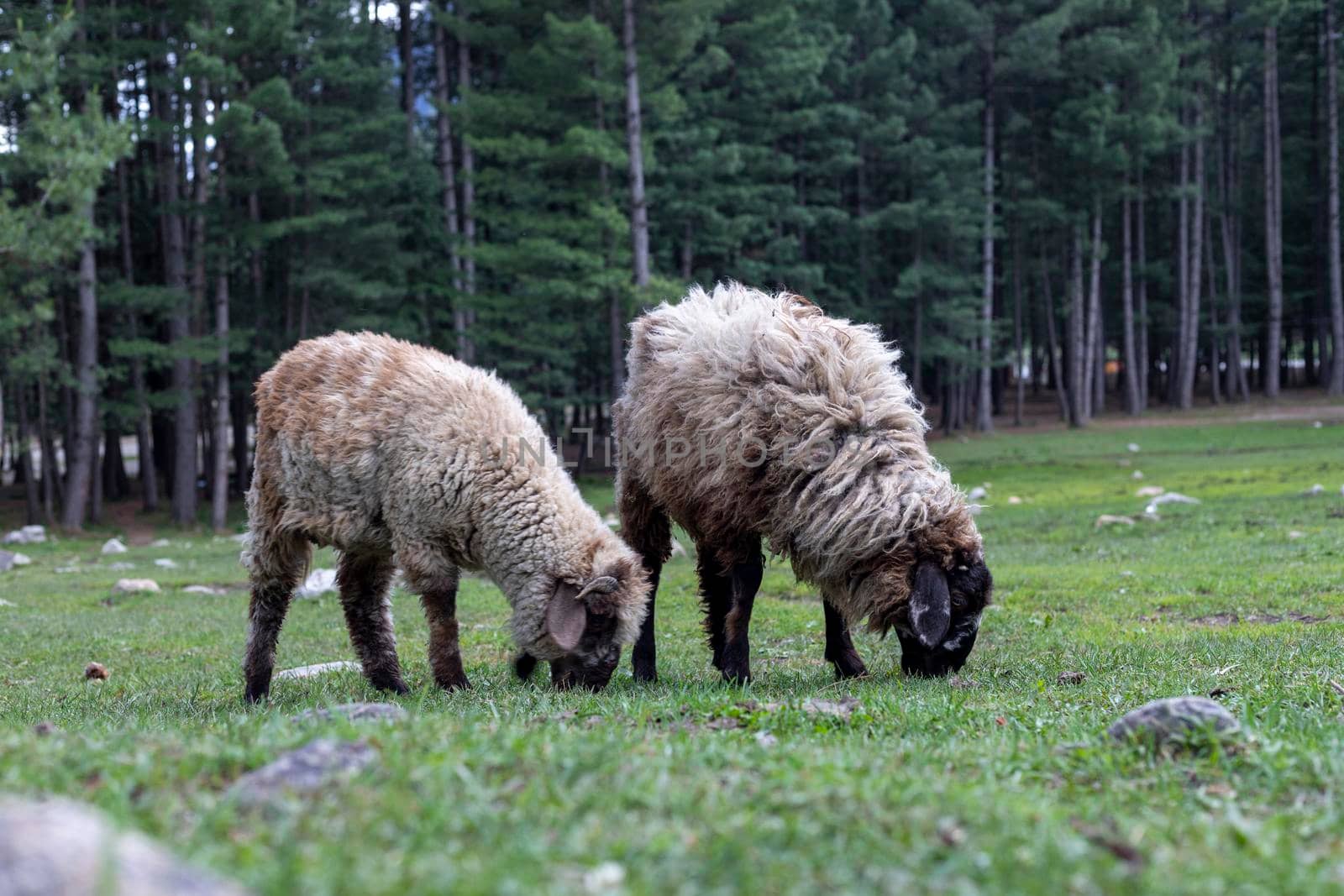 Sheep grazing on grass in the kumrat valley by Bilalphotos