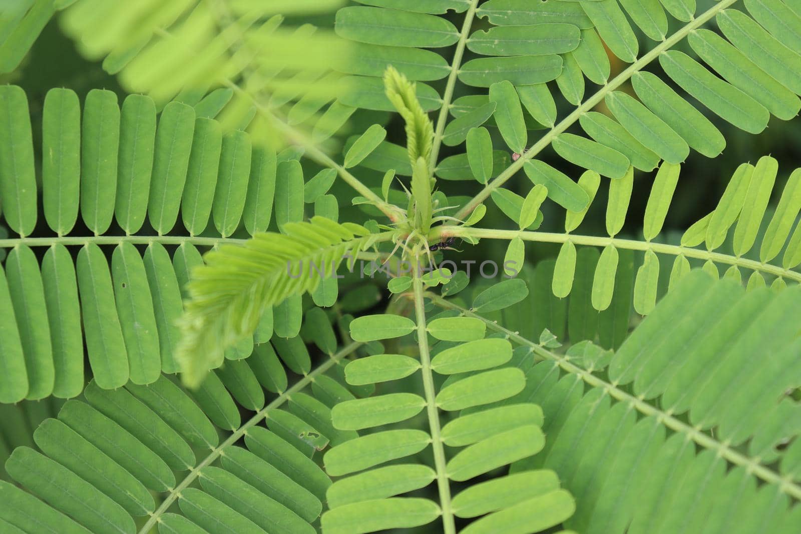 green colored dhaincha tree plant on field for harvest