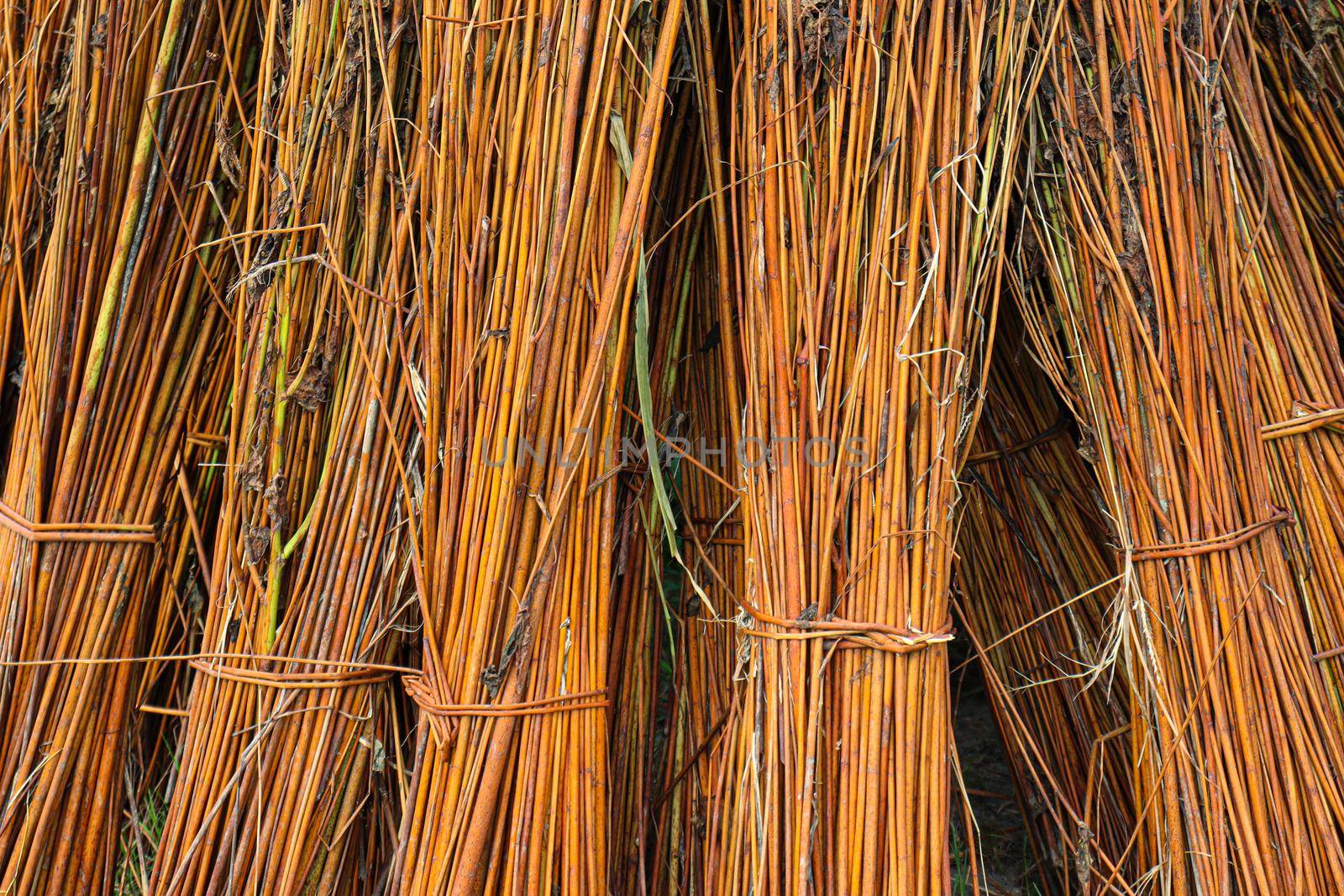 ripe and dry jute stick bunch by jahidul2358