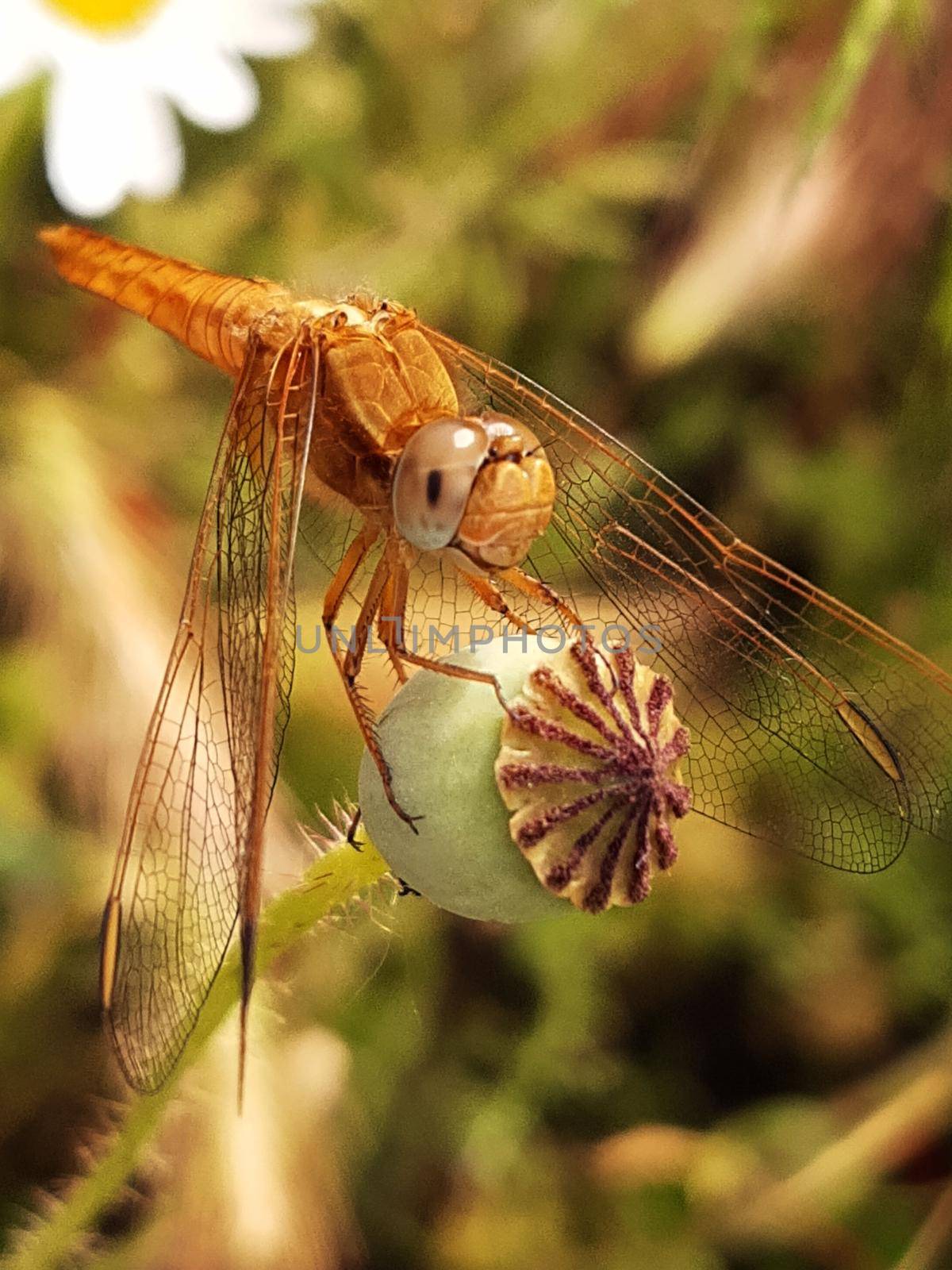 Dragonfly froze in anticipation of prey on a dry poppy head close-up.