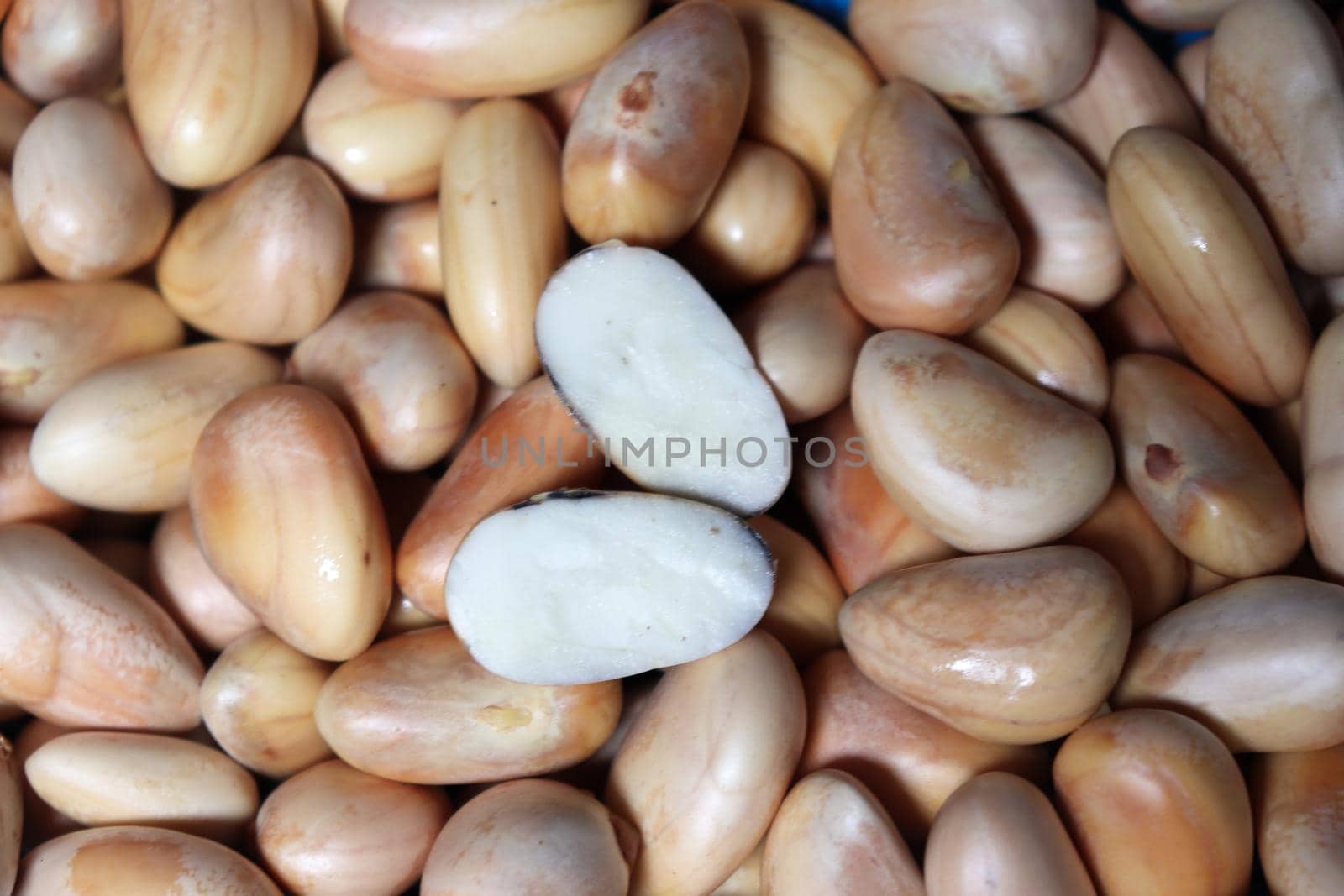jackfruit seeds stock on shop for sell by jahidul2358