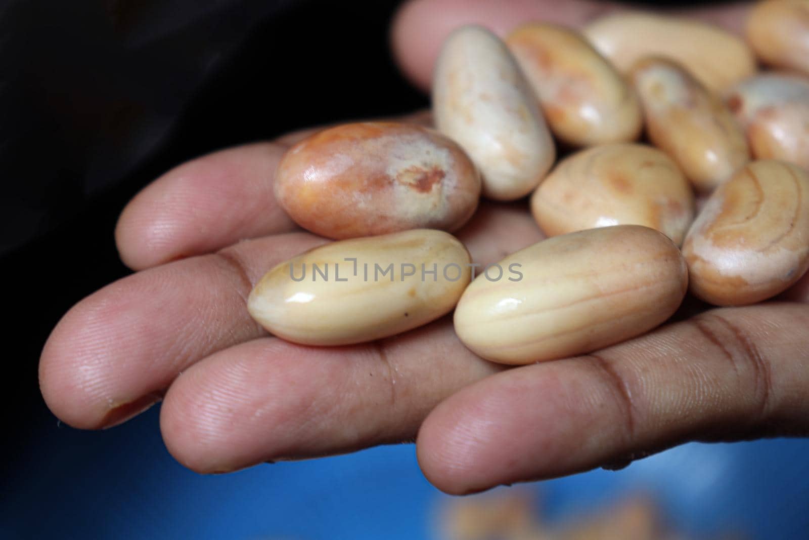 tasty and healthy ripe jackfruit seeds on hand for cooking