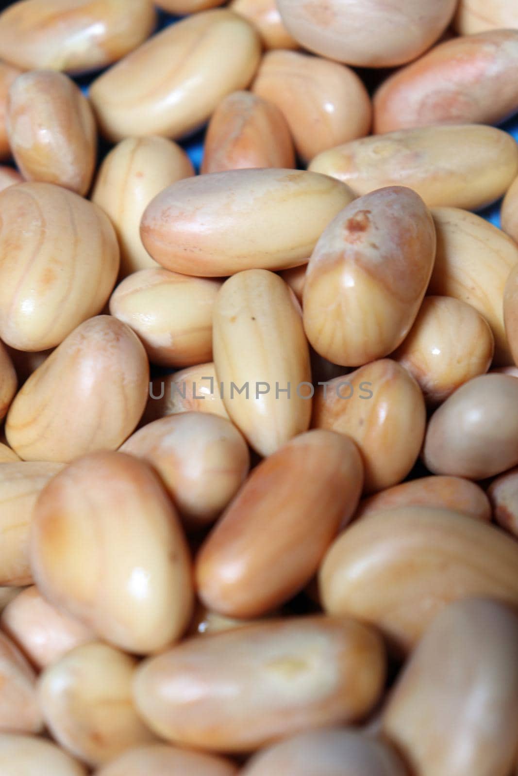 tasty and healthy ripe jackfruit seeds stock on shop for sell