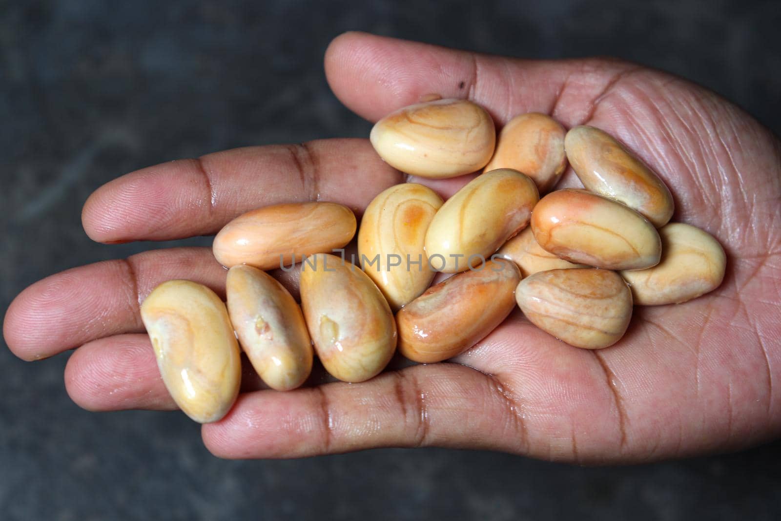 tasty and healthy ripe jackfruit seeds on hand for cooking