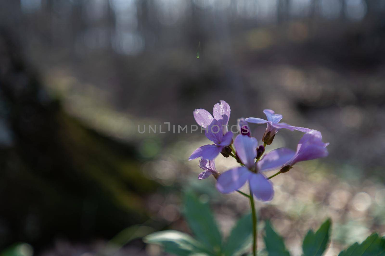 First spring forest flowers, Cardamine Dentaria bulbifera, selective focus. Purple and lilac forest flowers. Beautiful spring floral background.