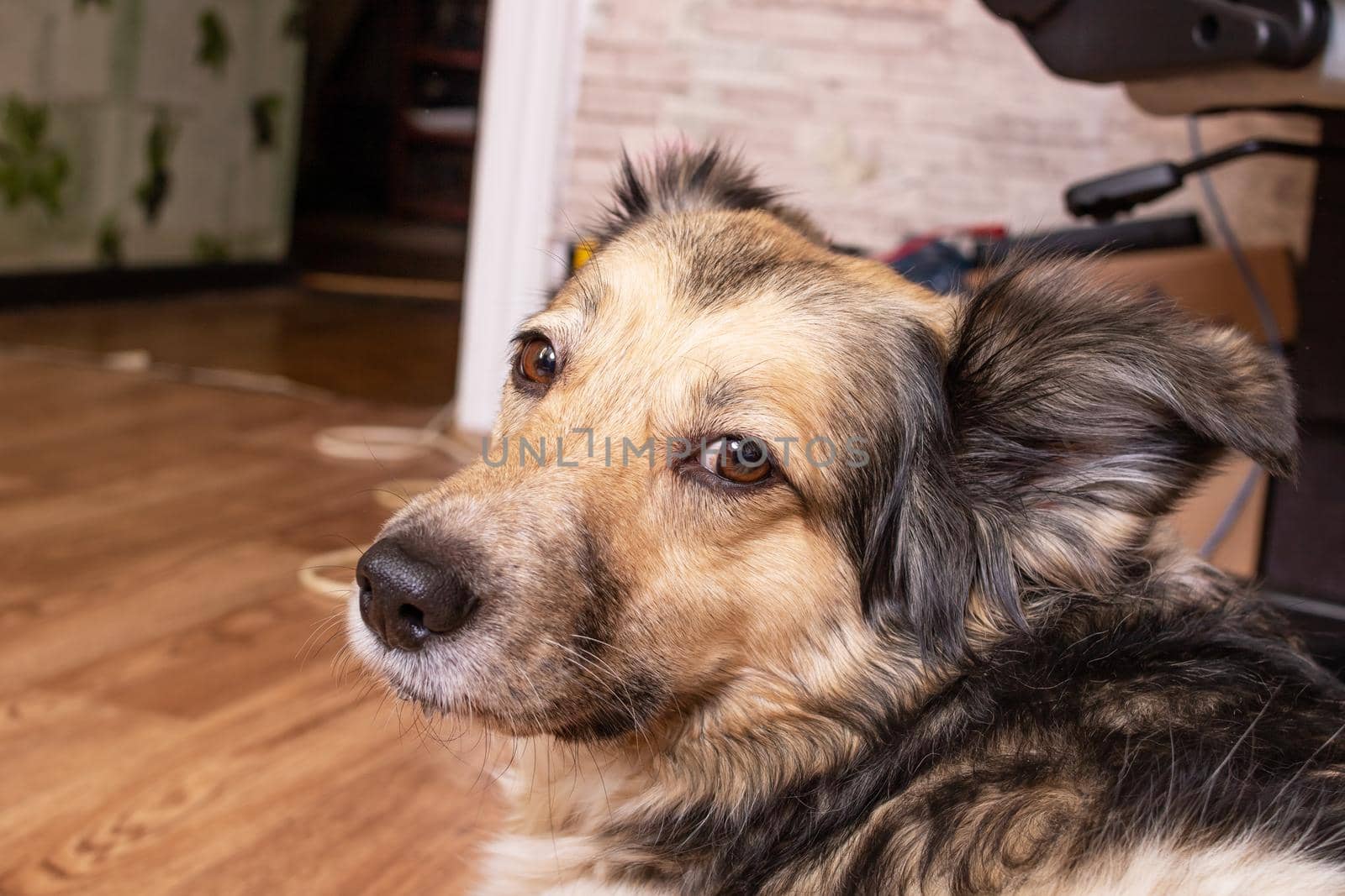 Portrait of a light fluffy dog on a background of boxes