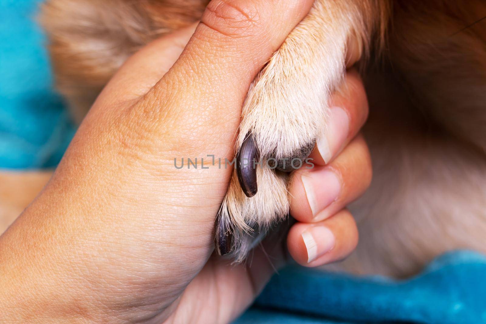 Hand holding a dog's paw on blue background close up