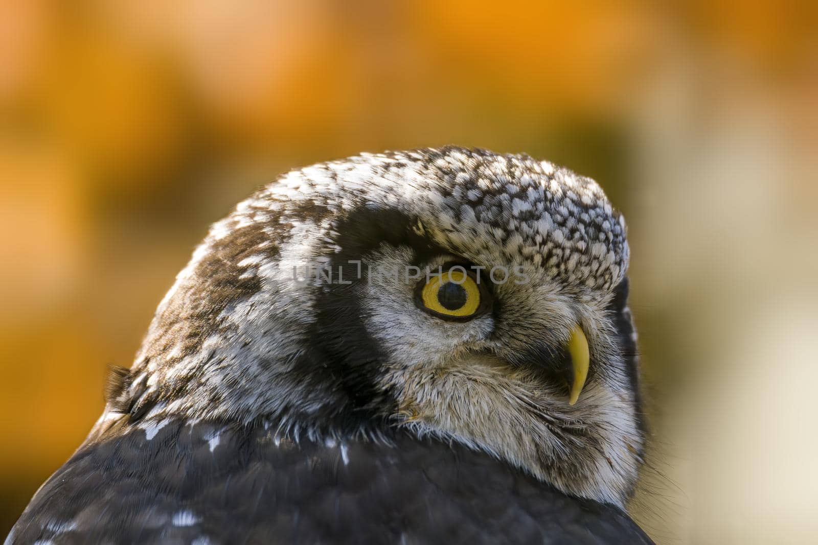 a head portrait of a hawk owl