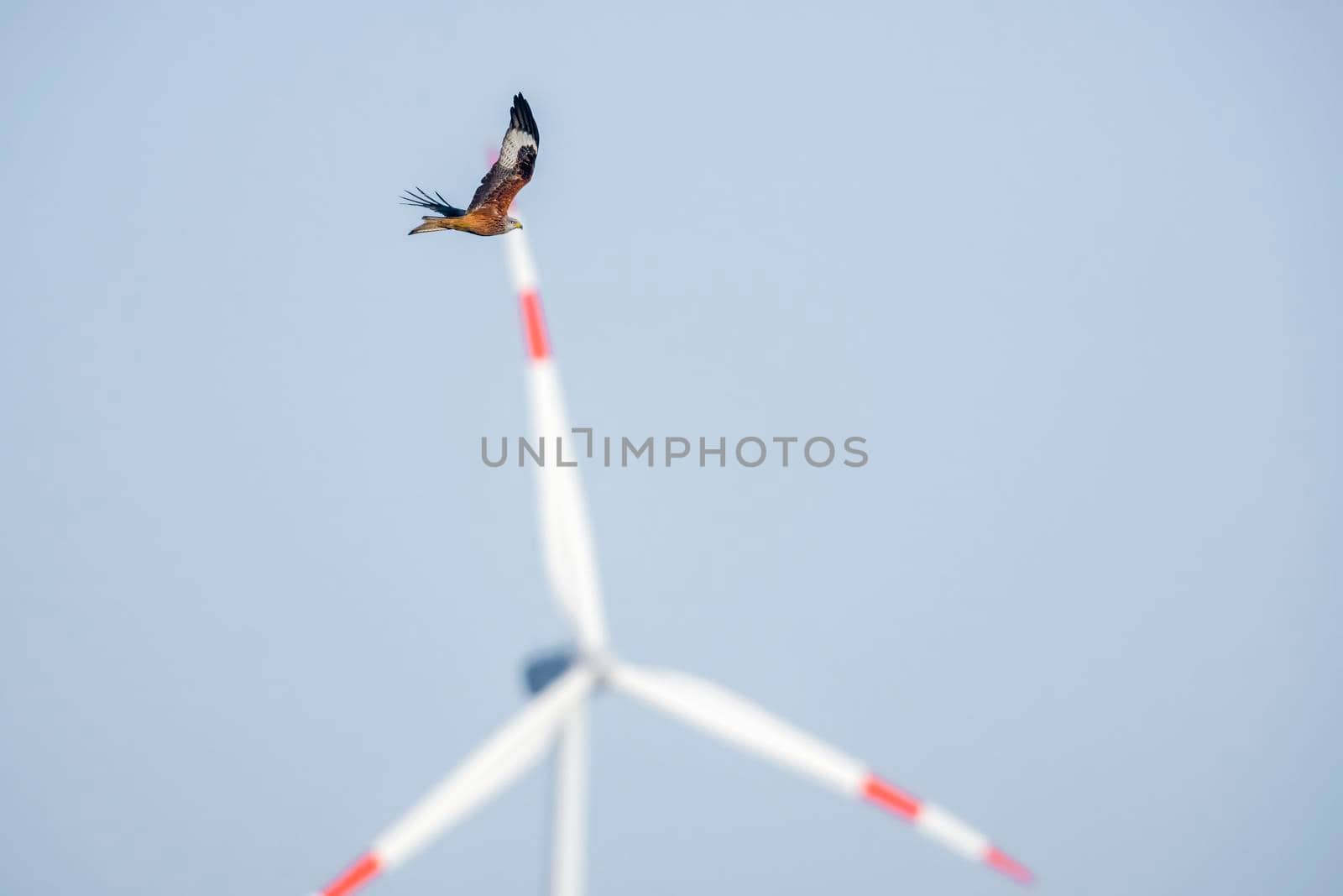 a red kite flies in the sky looking for prey