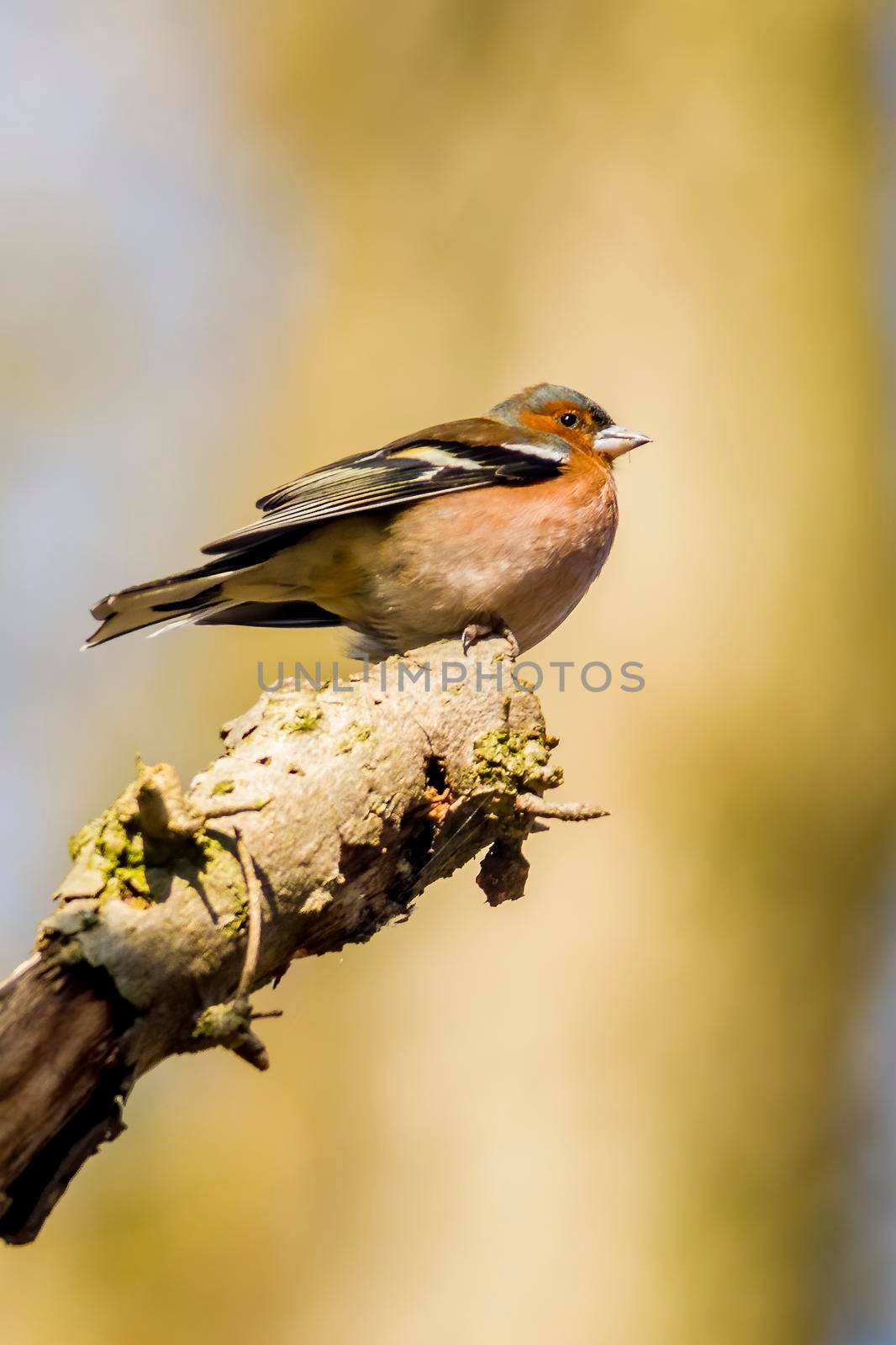 a chaffinch sits on a branch