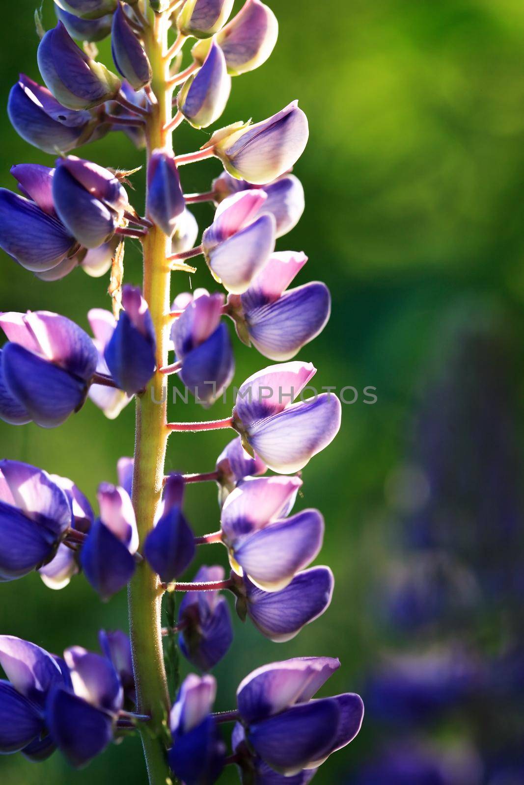 Closeup of very nice freshness blue lupine flower against green grass background