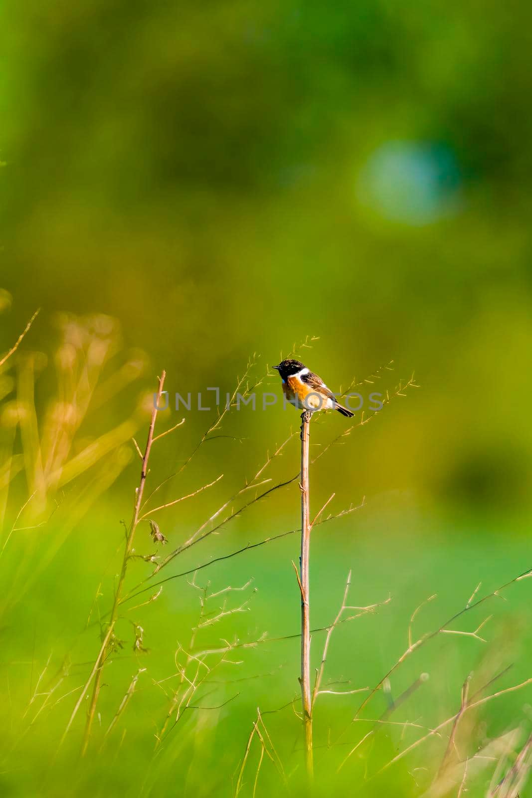 a stonechat sits on a branch and looks for food
