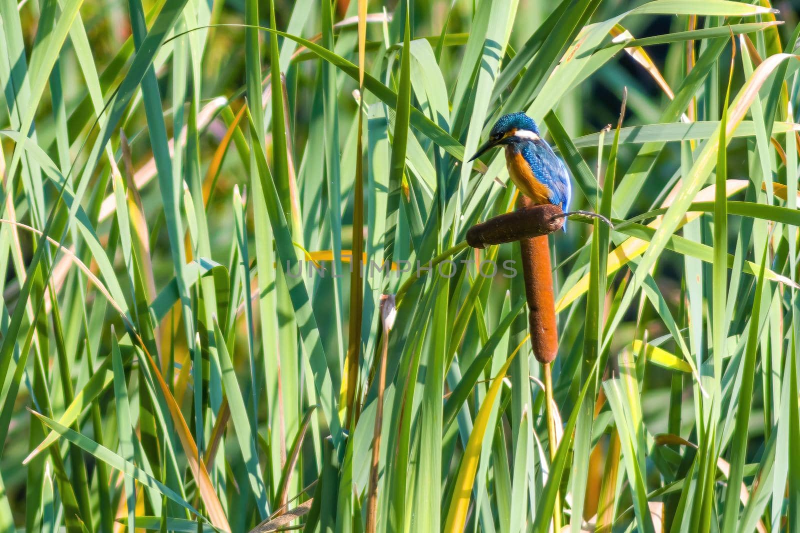 a kingfisher sits on a branch and looks for prey