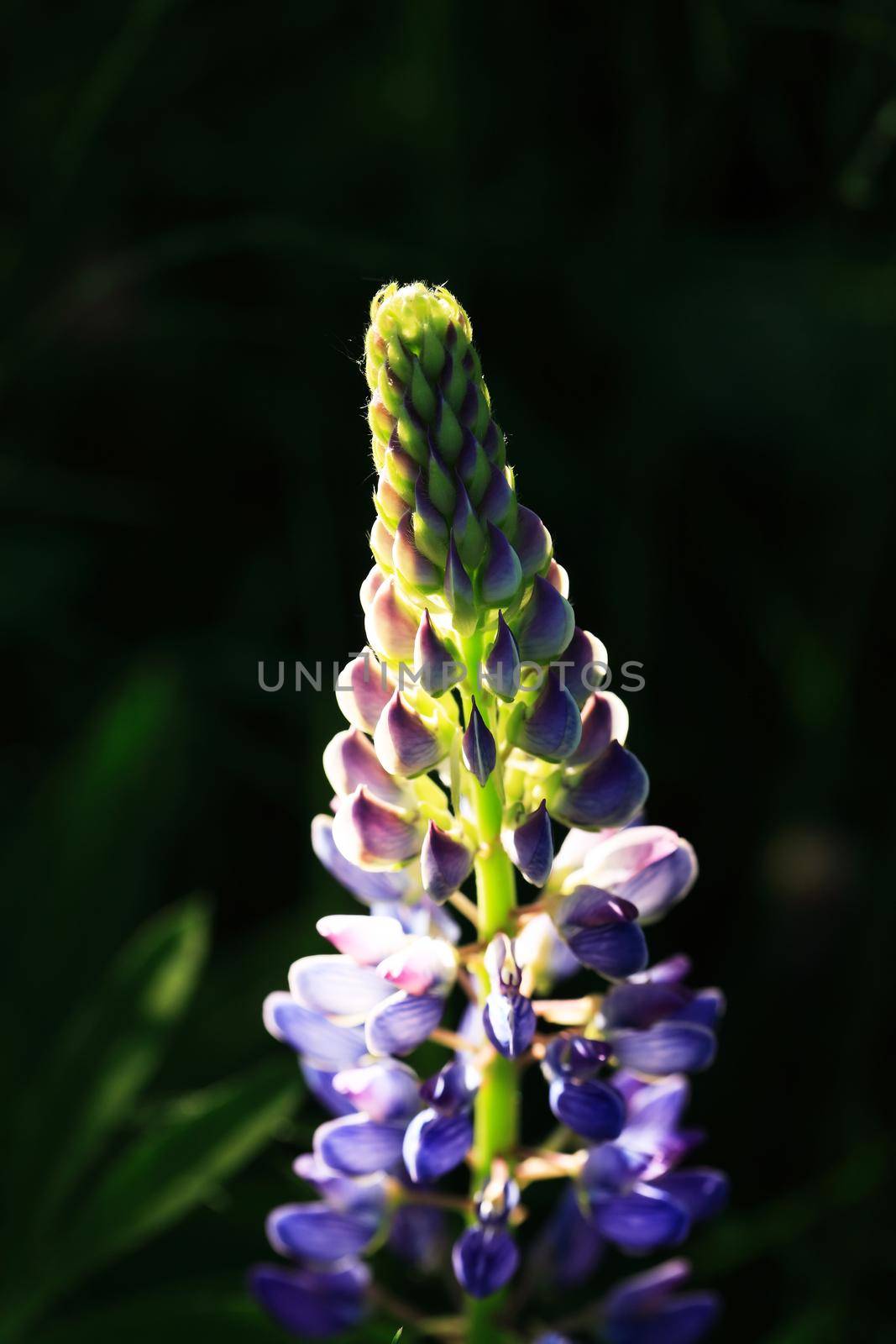 Closeup of very nice freshness blue lupine flower against dark background