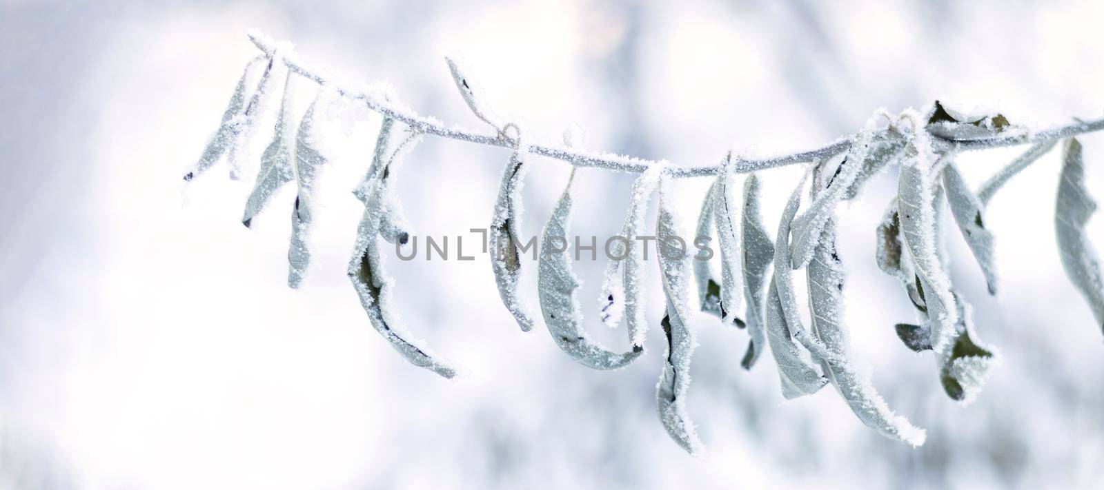 banner with Frosty branch with dry leaves in snow. Winter landscape. Soft focus by Leoschka