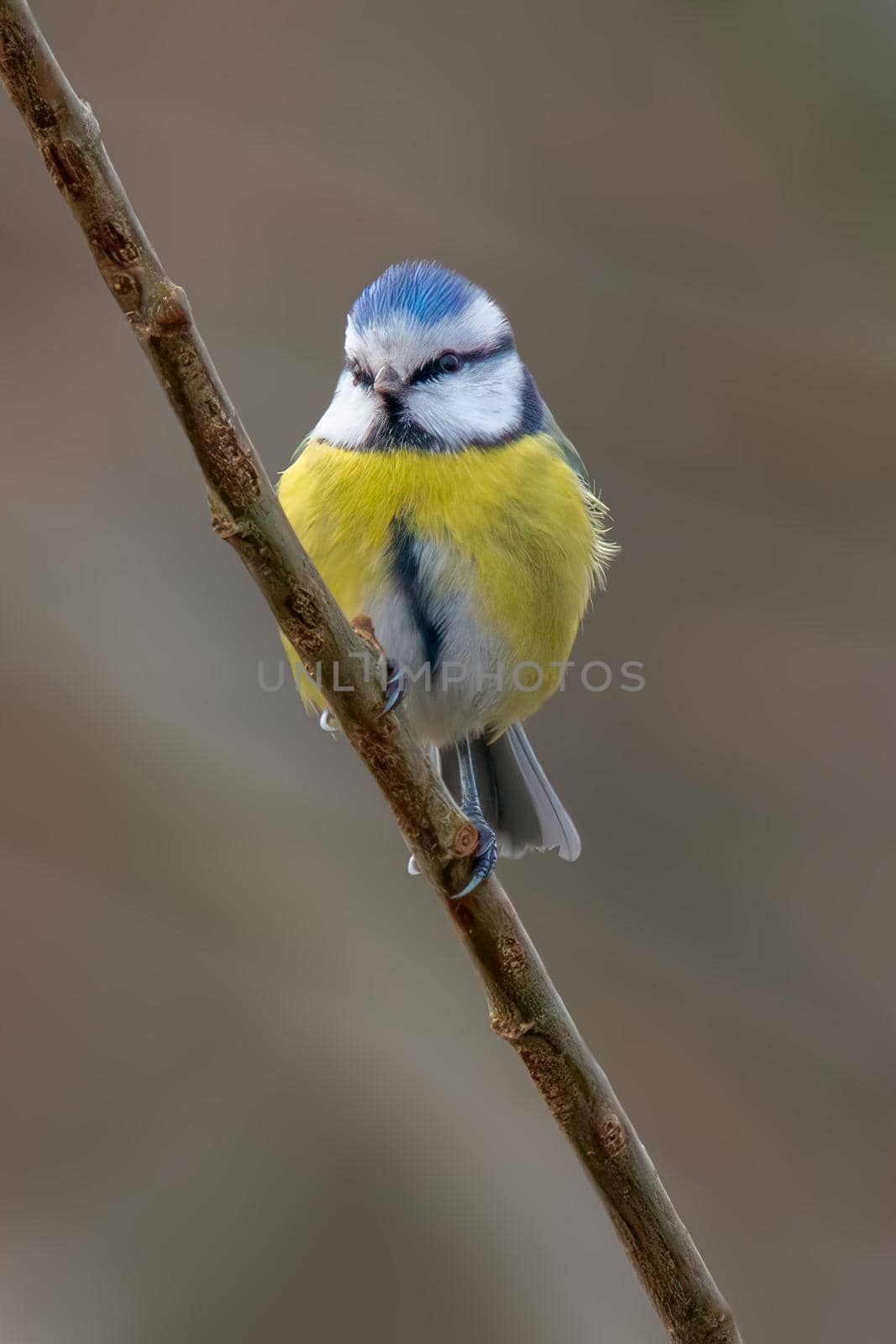 a blue tit sits on a branch