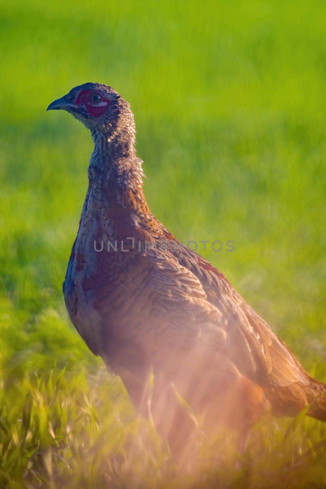 a young pheasant rooster in a meadow