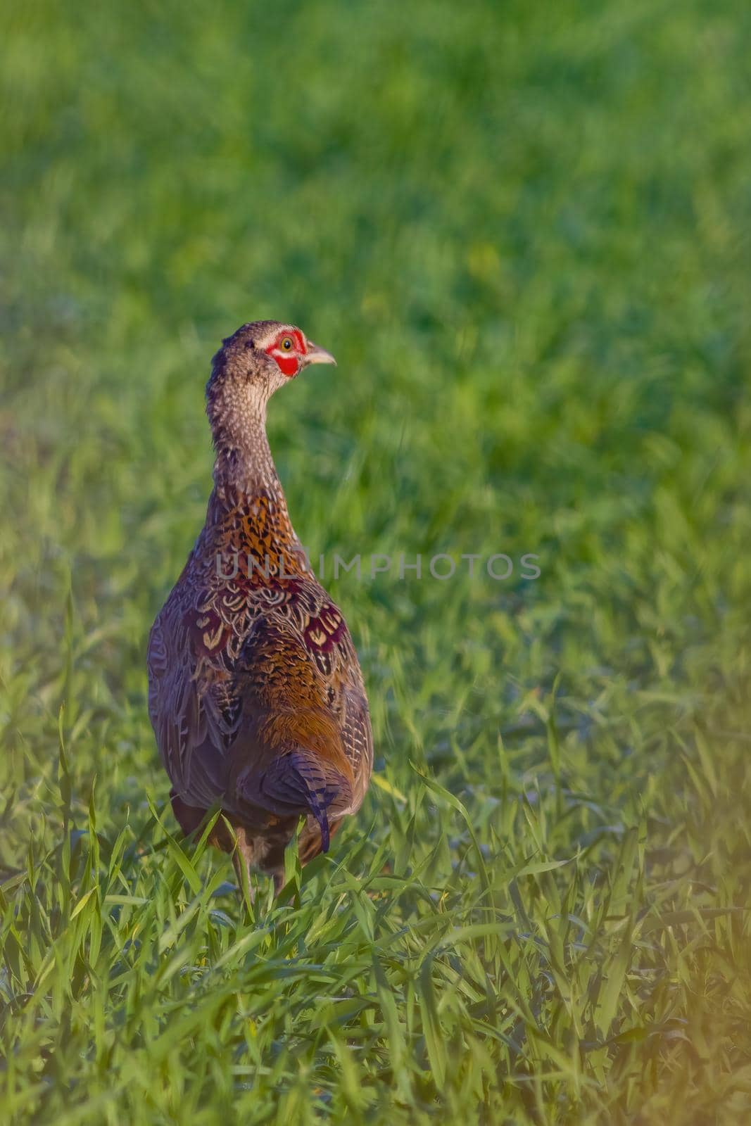 a young pheasant rooster in a meadow