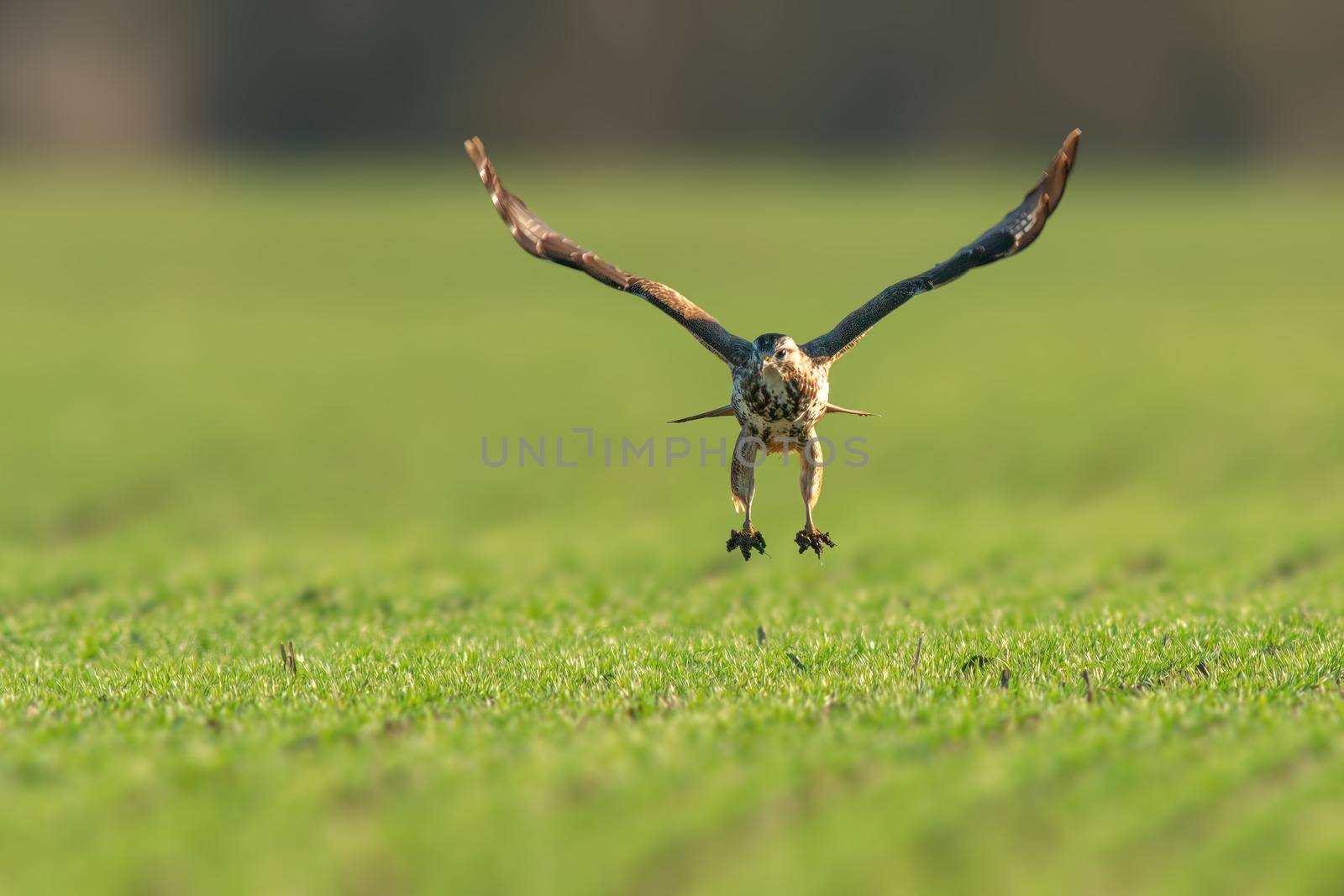 a buzzard flies over a green field