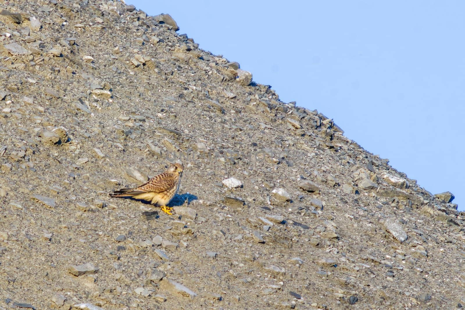 a buzzard sits on a mountain and looks for prey