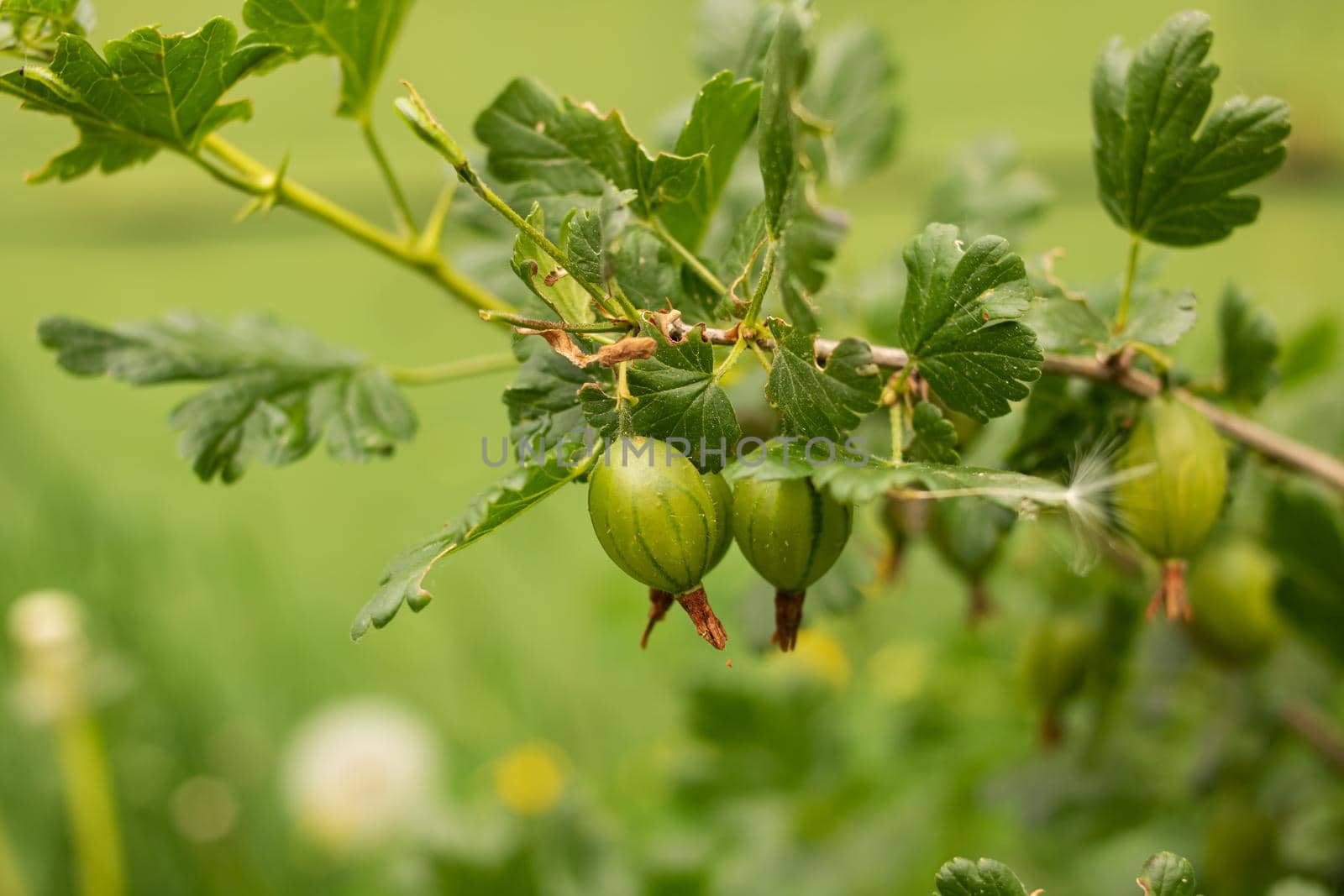 Green gooseberries on bush branche close up, macrophoto