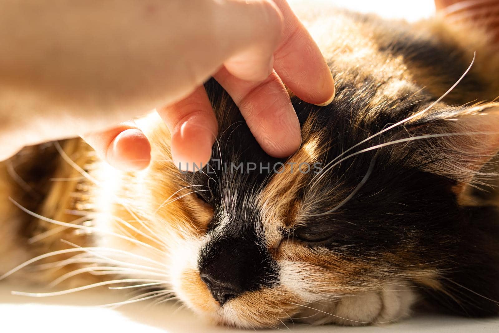 Portrait of ginger cat in sunlight close up