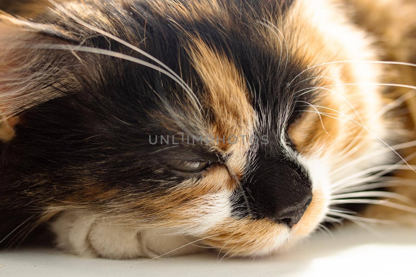 Portrait of ginger cat in sunlight close up