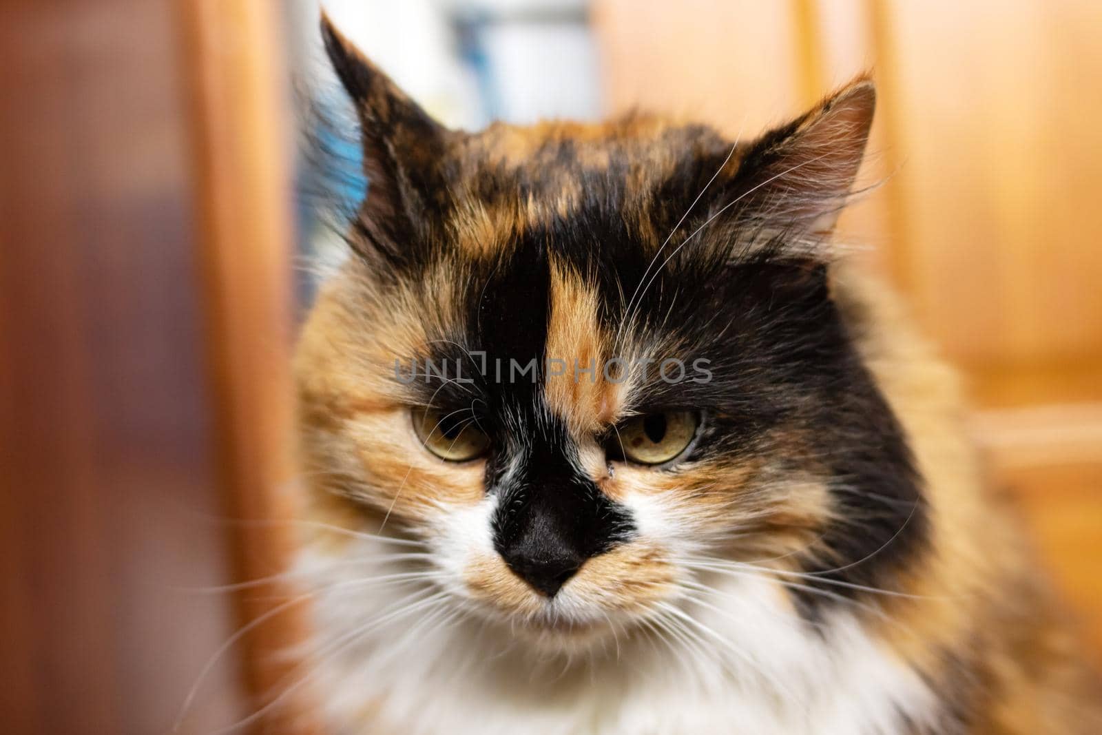 Portrait of ginger cat in sunlight close up