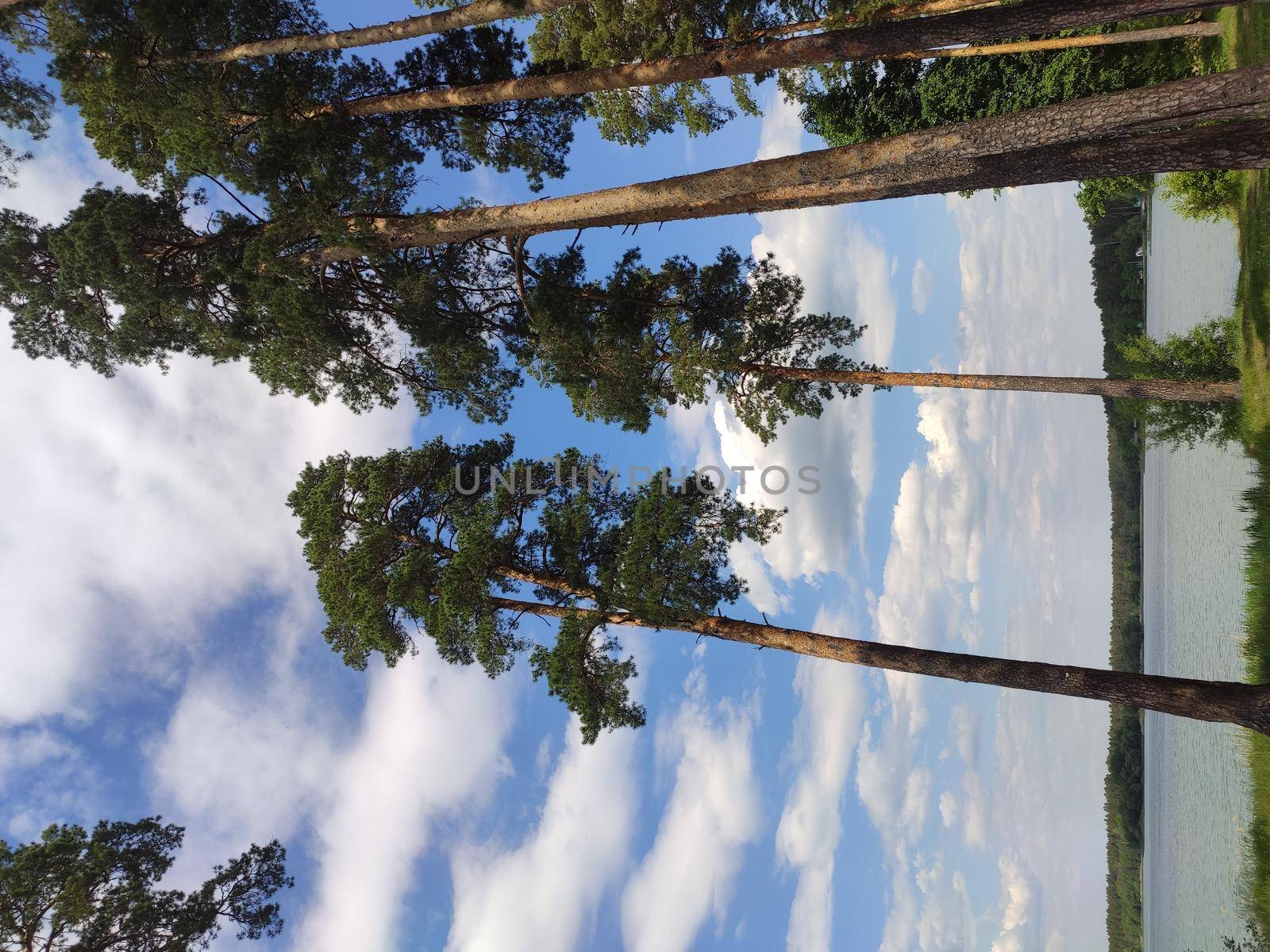 Pine forest nature background blue sky.