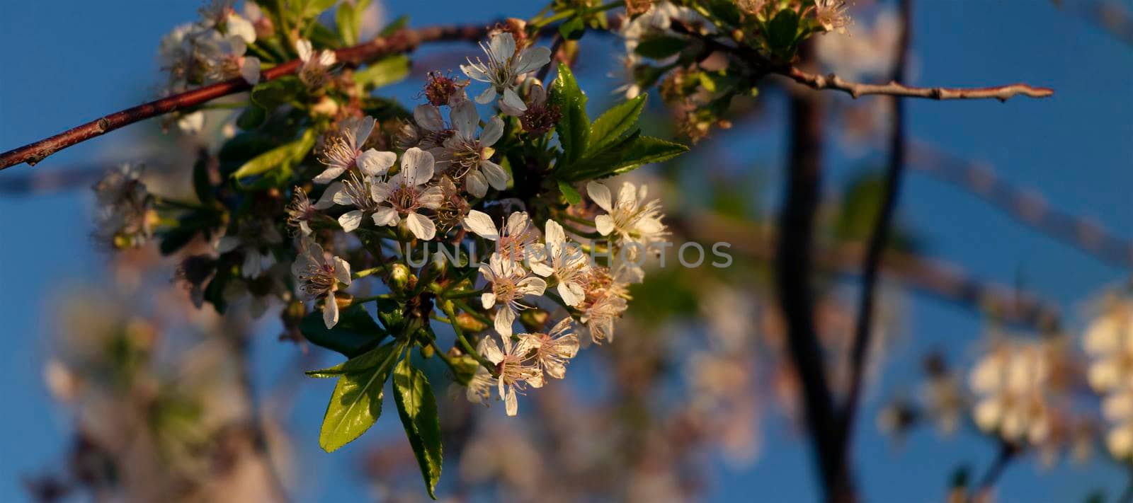 banner with blooming cherry on a background of blue sky. small white inflorescences on a branch in spring or summer by Leoschka