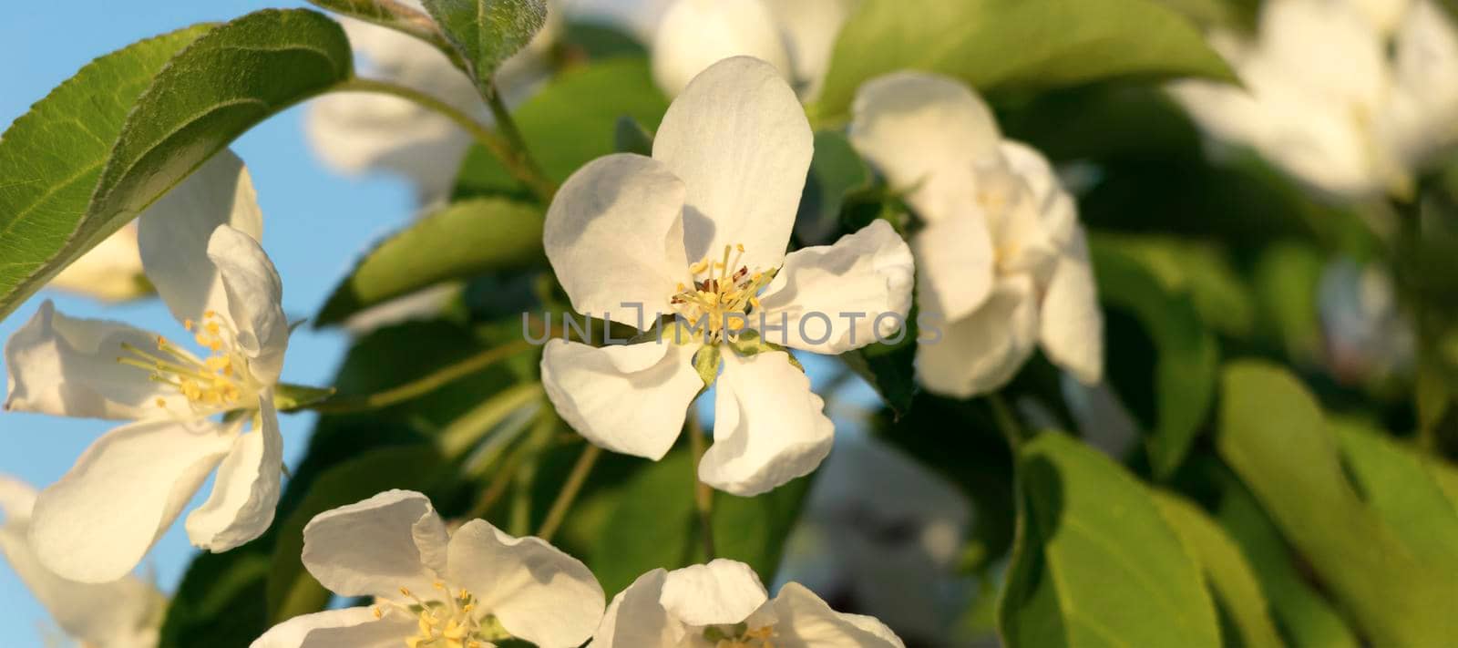 banner with close up a branch of a blossoming apple tree, white flowers. Spring concept. soft focus