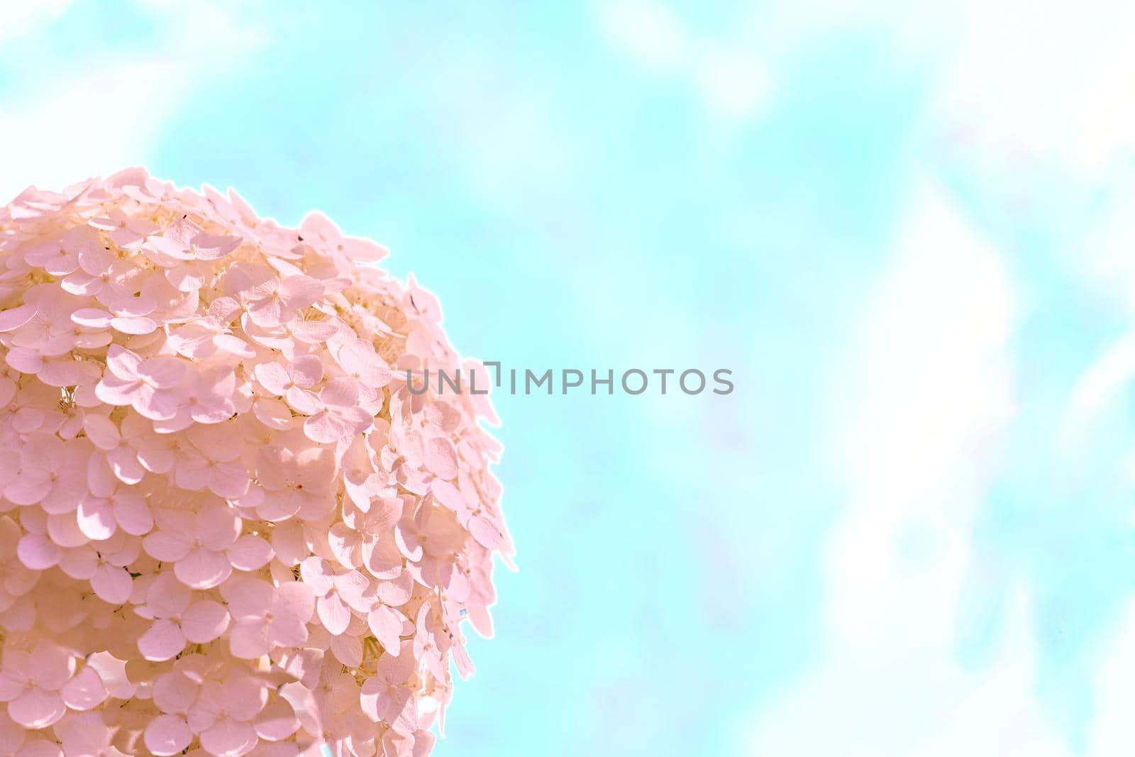 Pink delicate flower consisting of many petals and a light blue sky by jovani68