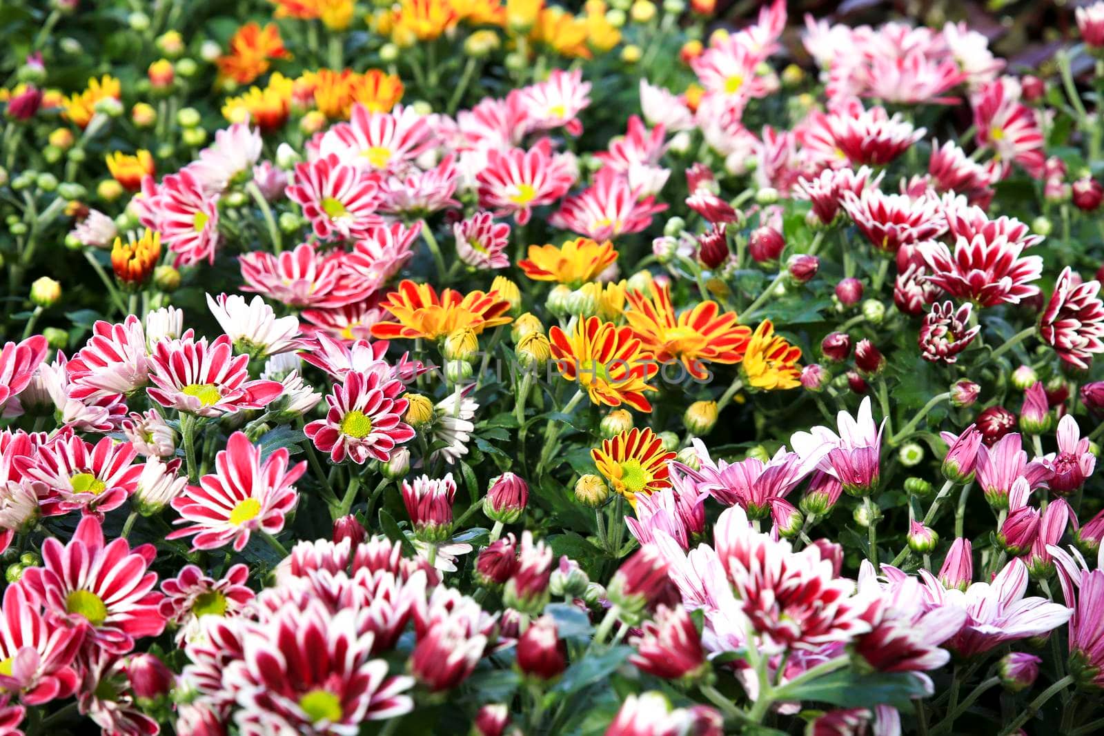 Colorful Chrysanthemum indicum plants in the garden under the sun