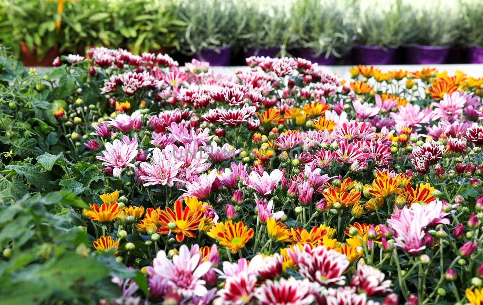 Colorful Chrysanthemum Indicum plants in the garden by soniabonet